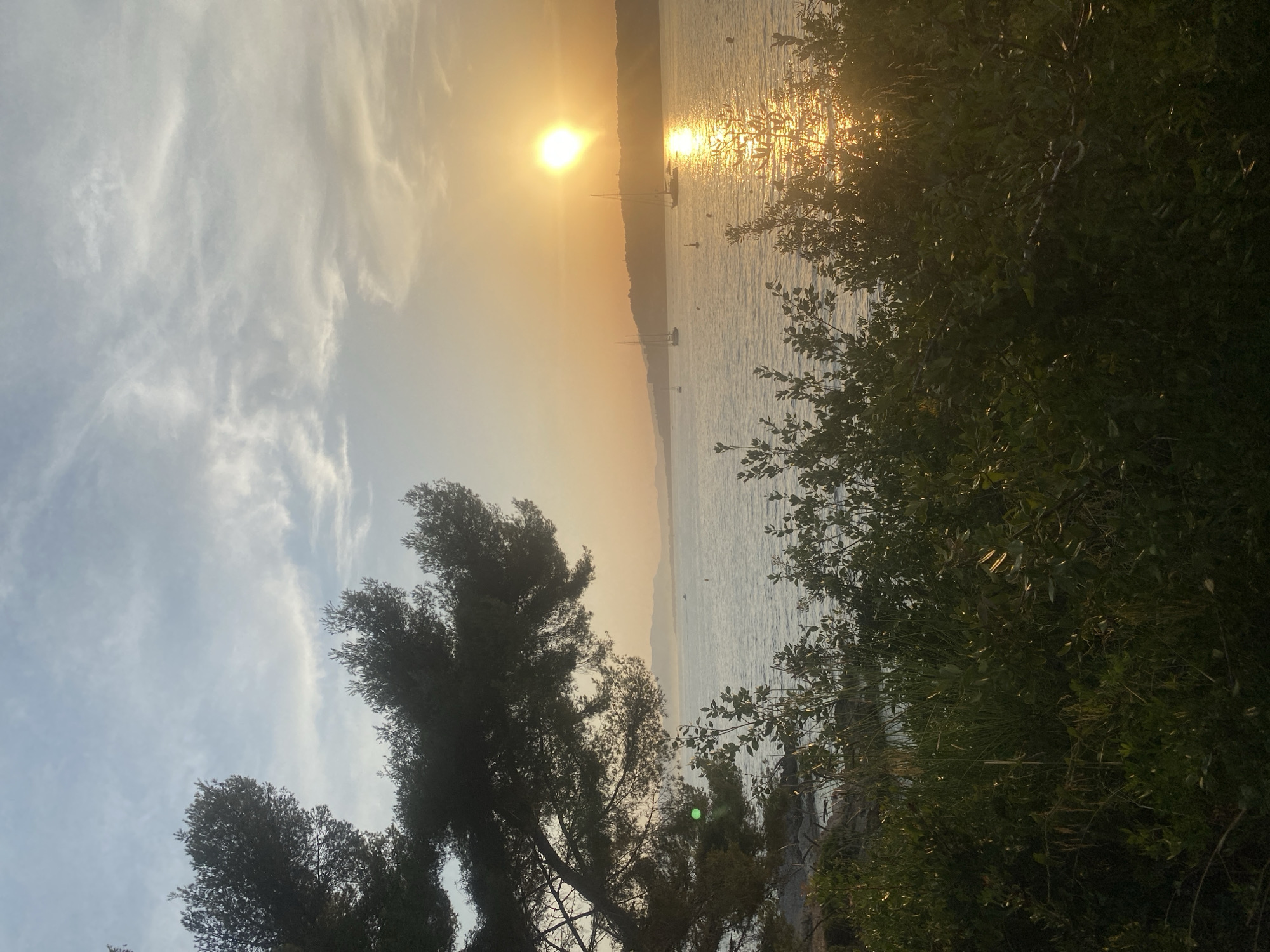 The image captures a serene sunset over the Mediterranean Sea, as seen from a vantage point within the city of Antibes, France. The sun, a bright orb, is positioned in the upper right quadrant of the frame, casting a golden glow across the water and sky. Its reflection shimmers intensely on the sea's surface, creating a radiant path. Several sailboats are visible in the distance, their masts piercing the horizon. The foreground is dominated by lush green foliage and the silhouette of a large pine tree branching out from the left side of the image. The sea itself appears calm, with gentle ripples reflecting the sunset's light. The sky above is a blend of soft blues and warm oranges, with wispy clouds adding texture. The overall scene evokes a sense of tranquility and natural beauty.