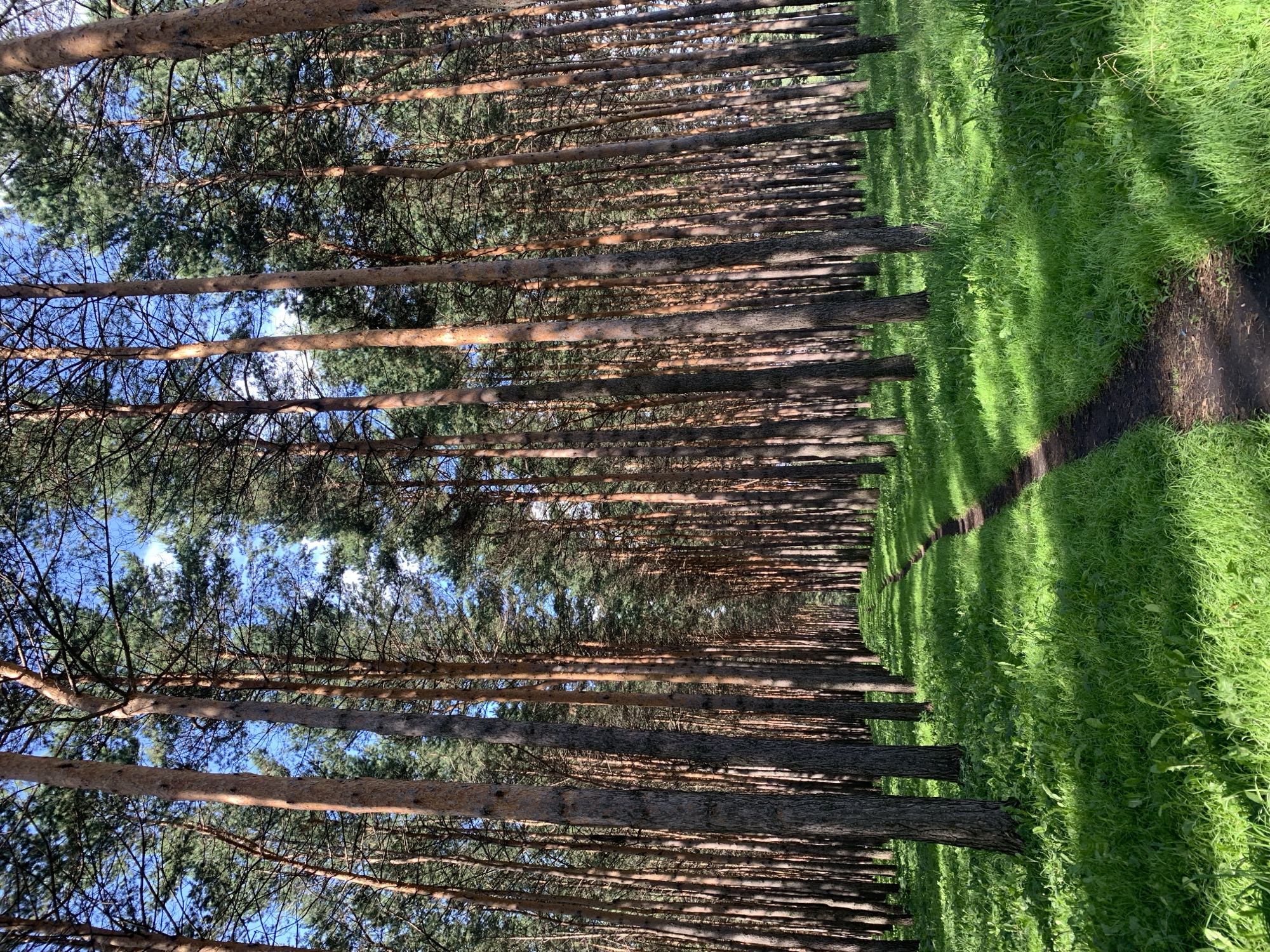 The image shows a view looking down a narrow dirt path that winds through a dense forest of tall pine trees. The trees are closely spaced, with their trunks rising uniformly towards a bright blue sky with scattered white clouds. The forest floor is covered in lush green grass and vegetation, with sunlight casting dappled shadows. The path appears to be well-trodden. This scene is located in a park in Prokopyevsk, Russia, likely the Pine Grove park, known for its extensive pine forest and recreational pathways. There are no people or animals visible in the image.