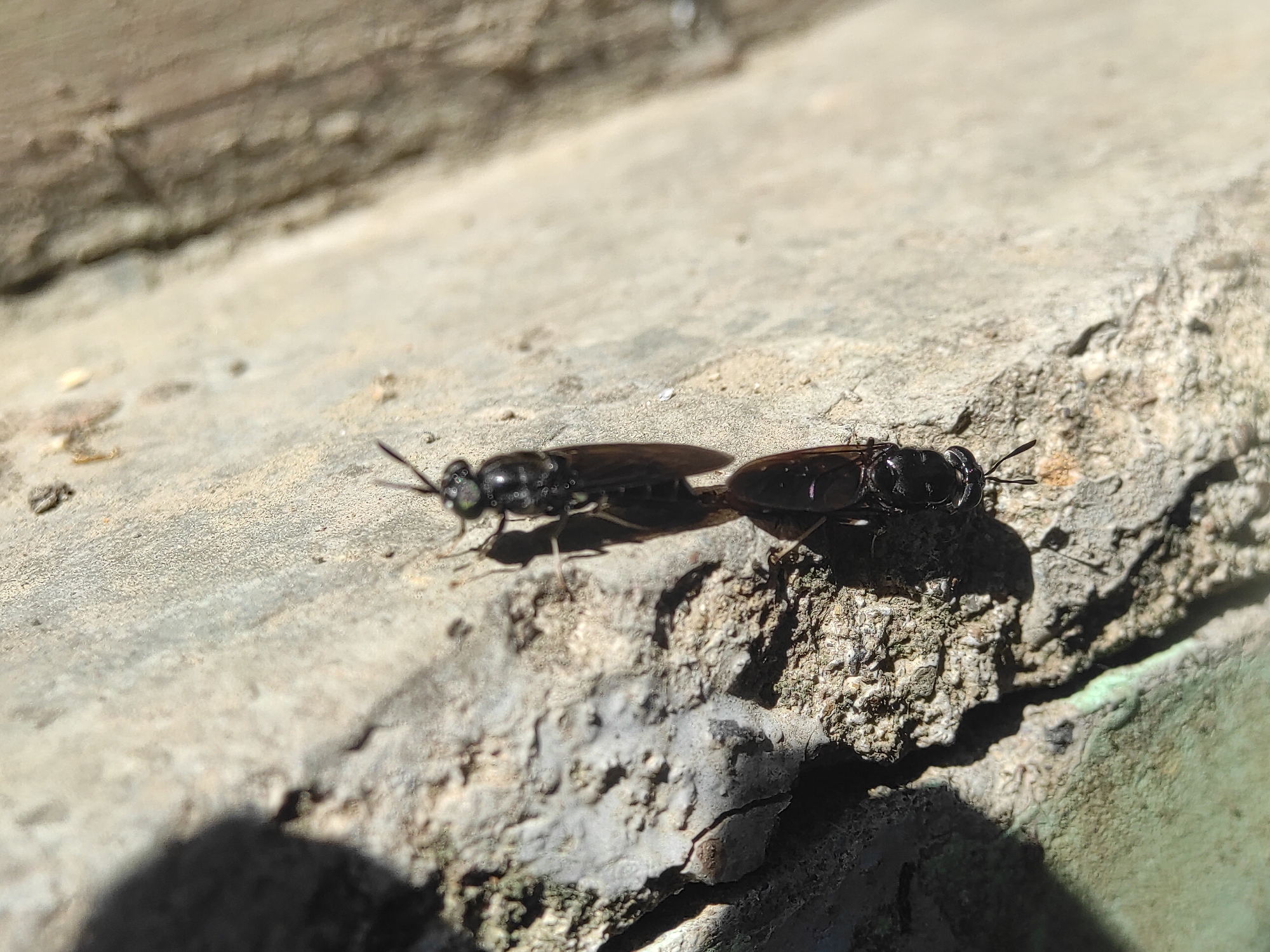 The image shows two black soldier flies (Hermetia illucens) on a rough, light-colored surface, likely concrete. The flies are positioned closely together, with the front fly oriented towards the left and the rear fly oriented towards the right. The lighting suggests a sunny day, casting sharp shadows of the insects on the surface. The location is unknown, however it is claimed to be Lhokseumawe, Indonesia, and could be any similar outdoor setting with concrete or stone elements.