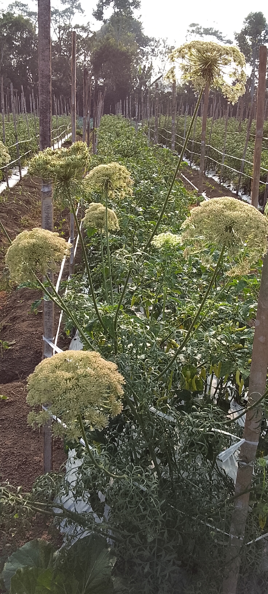 The image shows a close-up view of a field of plants with large, white, umbrella-shaped flowers, likely flowering coriander or a related species. The plants are growing in rows, supported by wooden stakes and white plastic sheeting on the ground. In the background, more rows of plants are visible, along with trees and a clear sky. The setting appears to be a rural agricultural area, possibly in Padang Dalom, Indonesia, given the context provided. There are no people or animals visible in the image. The overall scene depicts a cultivated field during daylight, with the focus on the flowering plants.