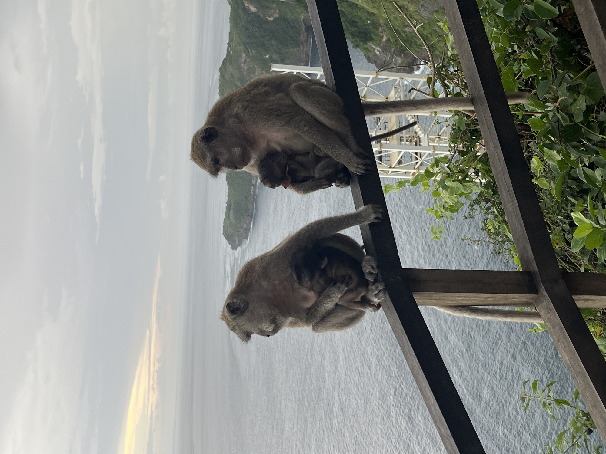 Two adult long-tailed macaques, each cradling a baby, are perched on a wooden railing, likely part of a viewing platform. The image is oriented vertically, showing the monkeys looking downwards towards the expansive ocean below.
The upper monkey is on the right side of the railing, holding a light brown baby close to its chest. The baby monkey has a small red object, possibly food, near its mouth. This monkey's gaze is directed downwards and slightly to the left.
The lower monkey is positioned further left on the same railing, also appearing to hold a tiny, dark-furred baby against its body. Its head is also angled downwards, observing the scene below. Both monkeys have gray-brown fur and are in a calm, resting posture.
In the background, a vast, rippling ocean stretches to the horizon under an overcast sky. Distant green cliffs or islands are visible, suggesting a coastal or island environment. Between the monkeys and the distant land, a large white lattice structure, possibly a telecommunications tower or observation platform, is discernible. Lush green foliage frames the right side of the image, contributing to the natural setting. The sky is predominantly light gray with scattered clouds, and a faint strip of brighter, possibly warmer light, is visible on the far left horizon, hinting at either sunrise, sunset, or a break in the cloud cover. There is no visible text in the image.