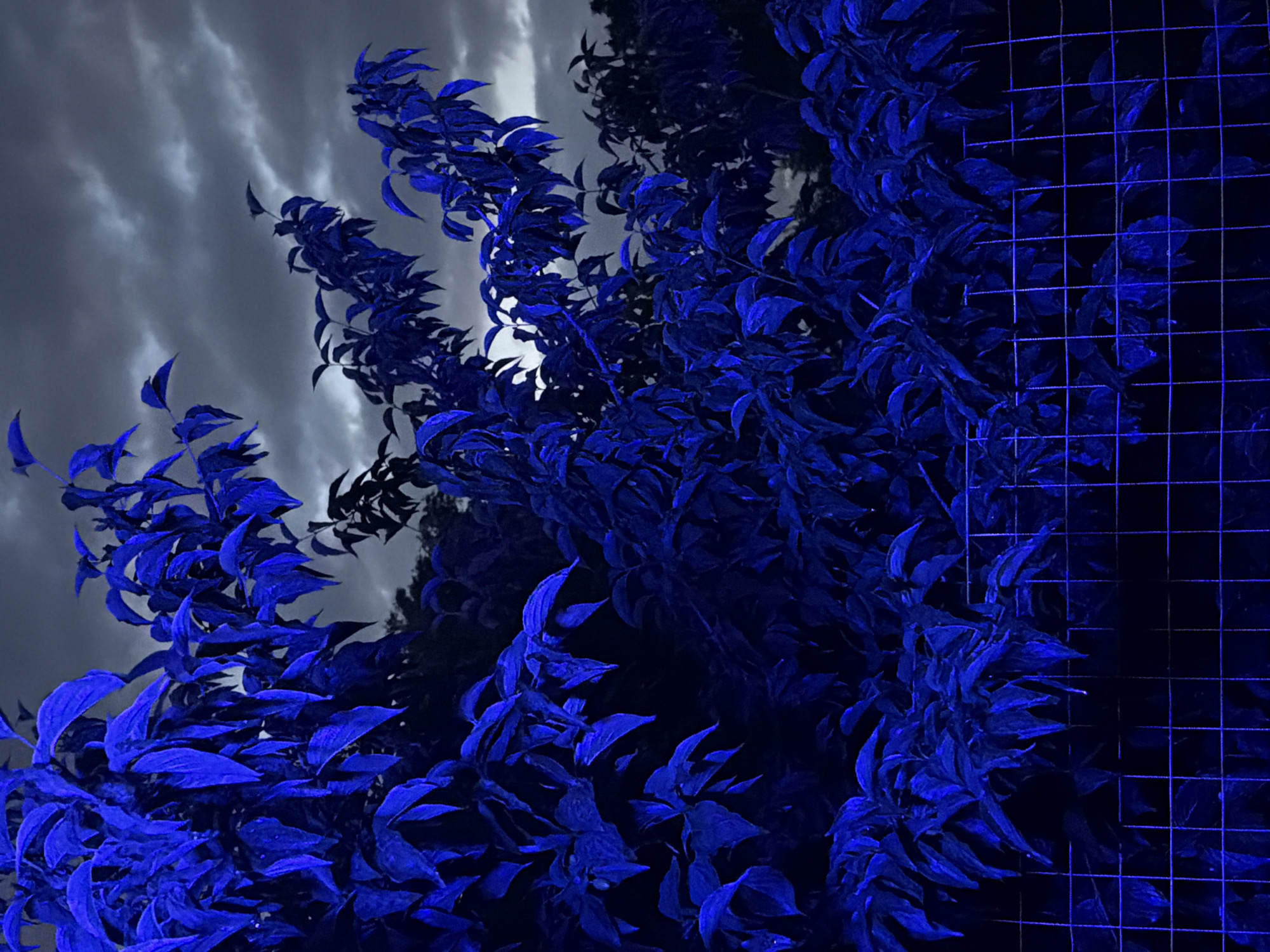 The image shows a close-up of lush, dark blue foliage, likely illuminated by artificial blue light, set against a stormy, gray sky. A wire mesh fence runs across the lower portion of the frame, with some of the leaves appearing to droop over it. The overall impression is one of an outdoor scene, possibly a garden or park, rendered in a dramatic, monochromatic color scheme. The location of Dongaron, Russia, is not discernible from the visual information present in the image. There are no people or specific actions depicted.