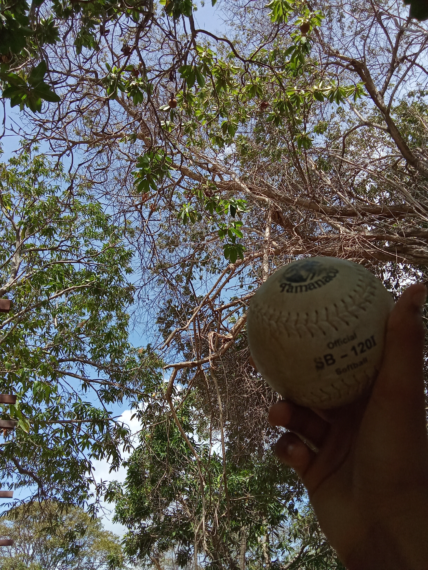 A person holds a used softball in their hand, with trees and a blue sky visible in the background. The softball has visible stitching and the words "Tamanaco Official SB-120I Softball" printed on it. The environment includes both trees with leaves and trees with bare branches, suggesting a natural outdoor setting. The location is likely in Juan Griego, Venezuela, as per the prompt. The specific actions are limited to holding the softball. No interactions between people are depicted.