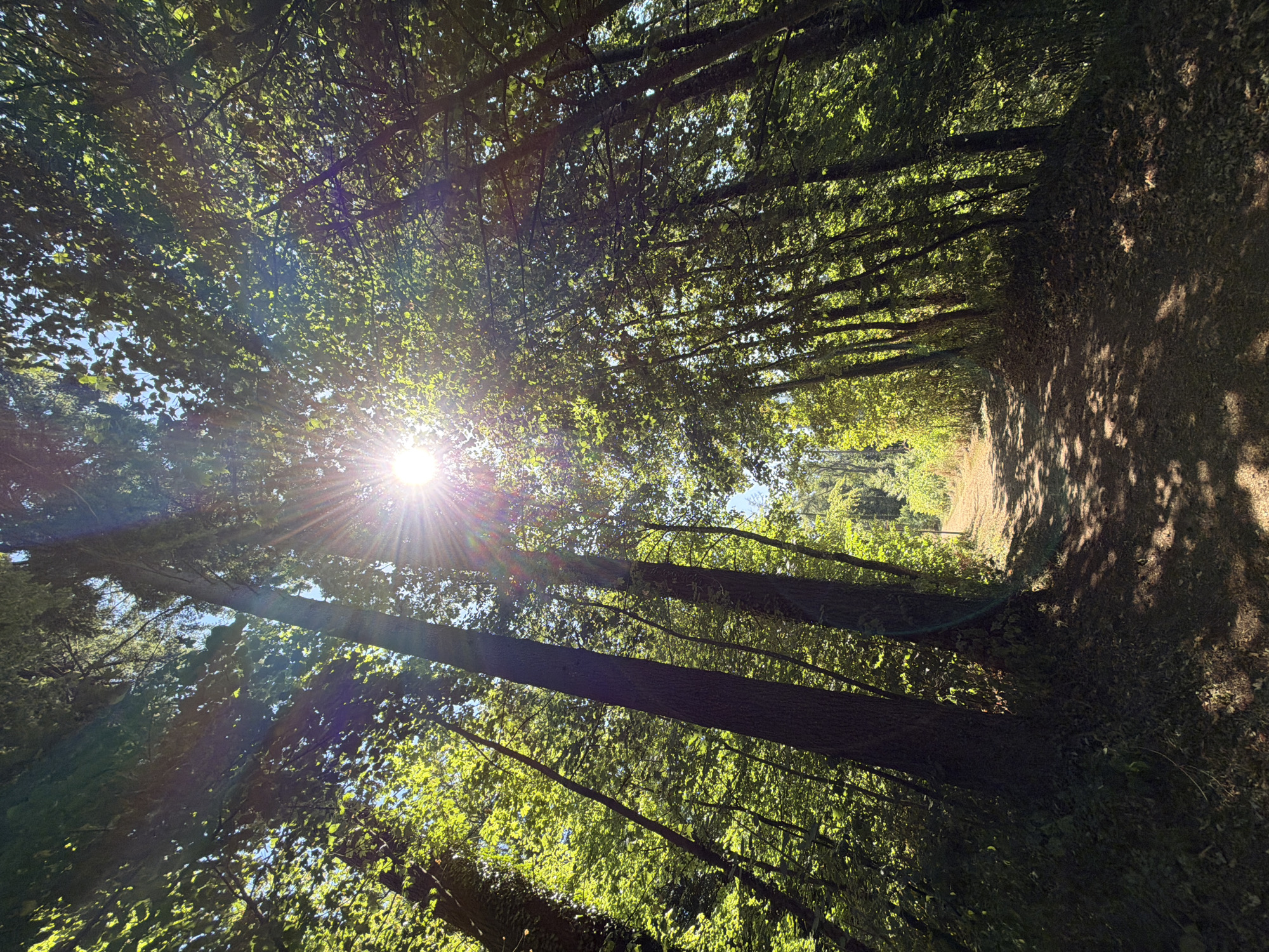 The image depicts a sun-dappled dirt path winding through a dense forest. The sun is high in the sky, with its rays filtering through the lush green canopy, creating a bright lens flare in the upper center of the frame. Tall, slender trees with dark bark line both sides of the path, their branches forming a natural archway overhead. The ground is covered in fallen leaves and dappled with sunlight and shadow. The path appears to lead into the distance, suggesting a trail or walkway within a natural setting. The scene is one of tranquil woodland beauty, bathed in the warm glow of the sun. The location is identified as Esch-sur-Alzette, Luxembourg, implying this is a path within a park or forest area in that city. No people, animals, or man-made structures, other than the path itself, are visible in the image.