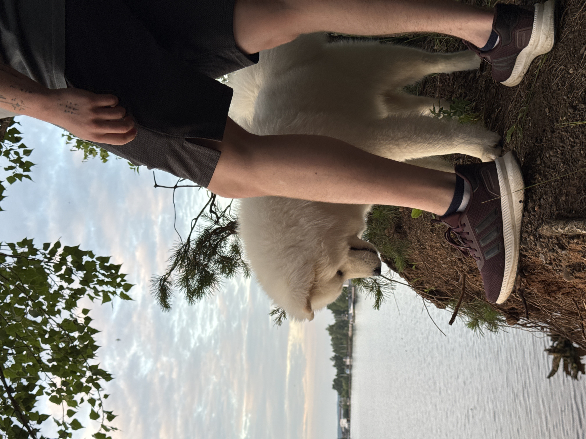 The image depicts a fluffy white dog standing on a dirt embankment overlooking a body of water, with the legs of a person standing to its right. The dog is looking down towards the water. The person is wearing dark shorts and dark athletic shoes. Green leaves and pine branches are visible in the foreground and upper left corner. The water has a few scattered boats and trees on the distant shore. The sky is cloudy and appears to be dusk. The location is the Kama River in Chaikovsky, Russia.