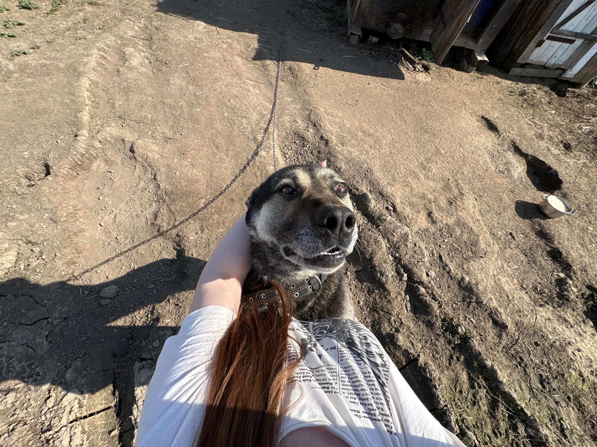 A person is holding a dog with a black collar and chain leash in a dirt yard. The dog is gray and black with brown eyes and slightly visible teeth. The person is wearing a white t-shirt with black text and has long brown hair. The dirt yard is cracked and dry. A wooden structure is visible in the upper right corner of the frame. A metal bowl is situated on the ground. This image was taken outdoors in Lukintsy, Russia.