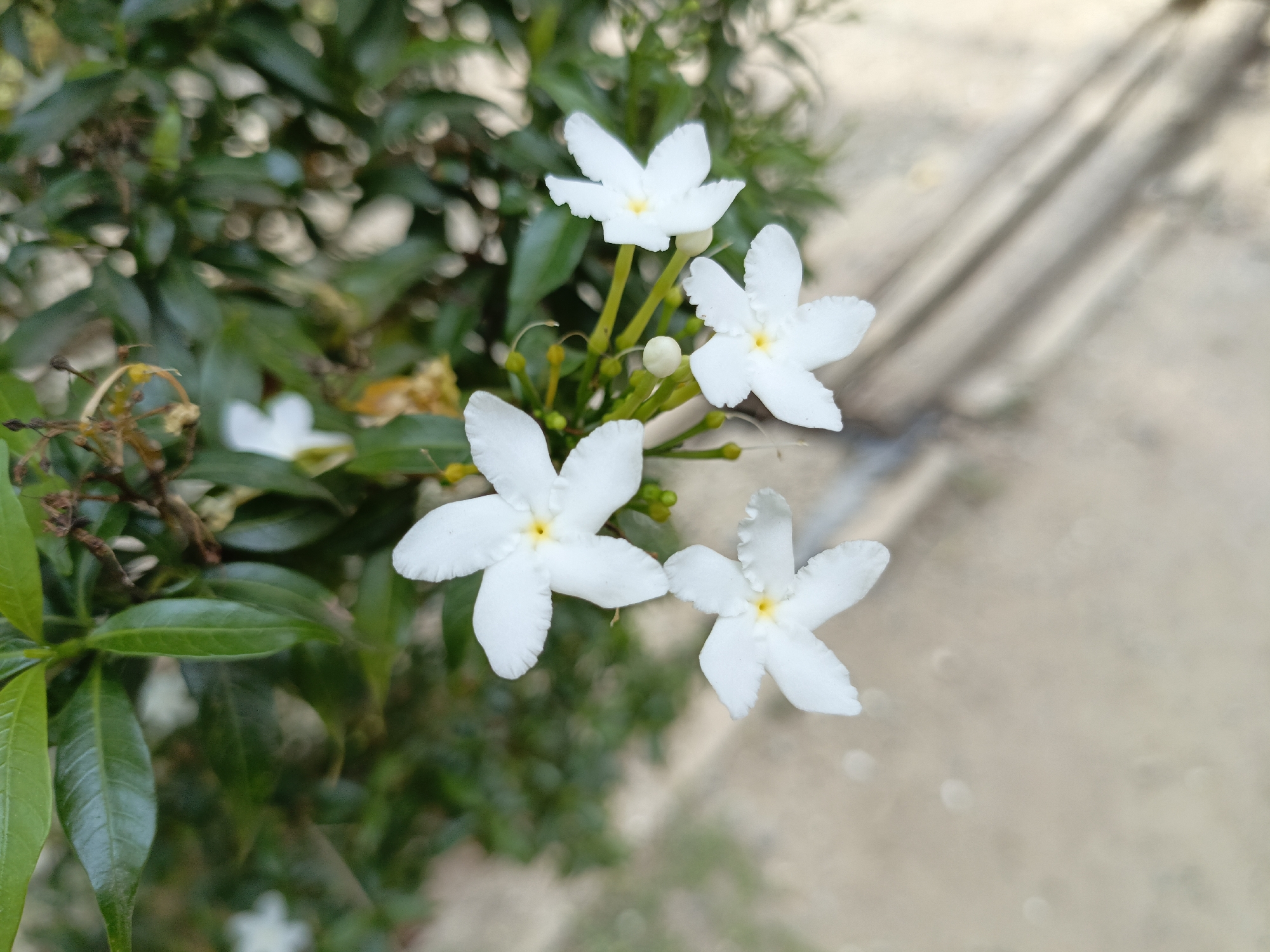 A close-up, shallow depth-of-field shot showcases a cluster of four white, star-shaped flowers with yellow centers. These flowers are on green stems, with vibrant green leaves and blurred brown and yellow dried plant matter surrounding them. The background is out of focus, featuring a light-colored, possibly sandy or gravelly surface with several dark, elongated shapes that could be wooden planks or shadows.