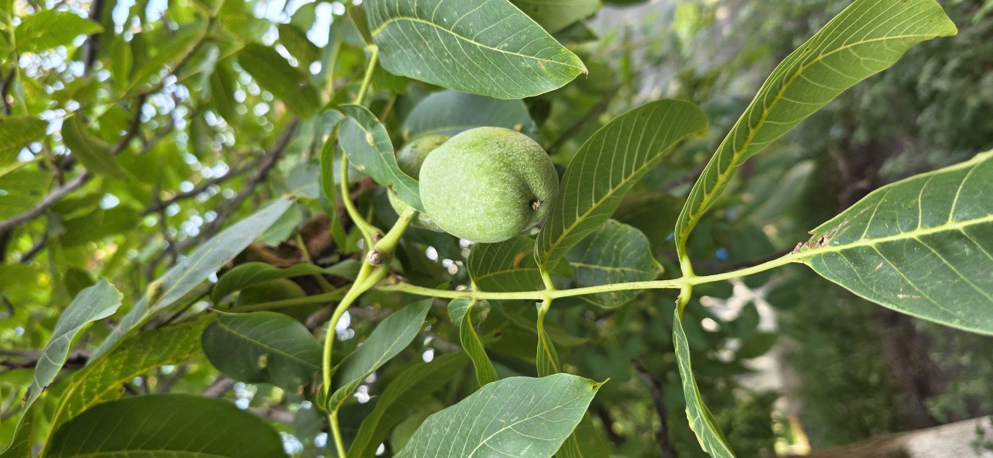 A green walnut hangs from a branch of a walnut tree, surrounded by lush green leaves. The image is taken from a close-up perspective, focusing on the fruit and its immediate surroundings. The background is blurred, showing more foliage and hints of a tree trunk. The lighting suggests it is daytime, with natural light filtering through the leaves. The location is identified as Mineralnye Vody, Russia.
