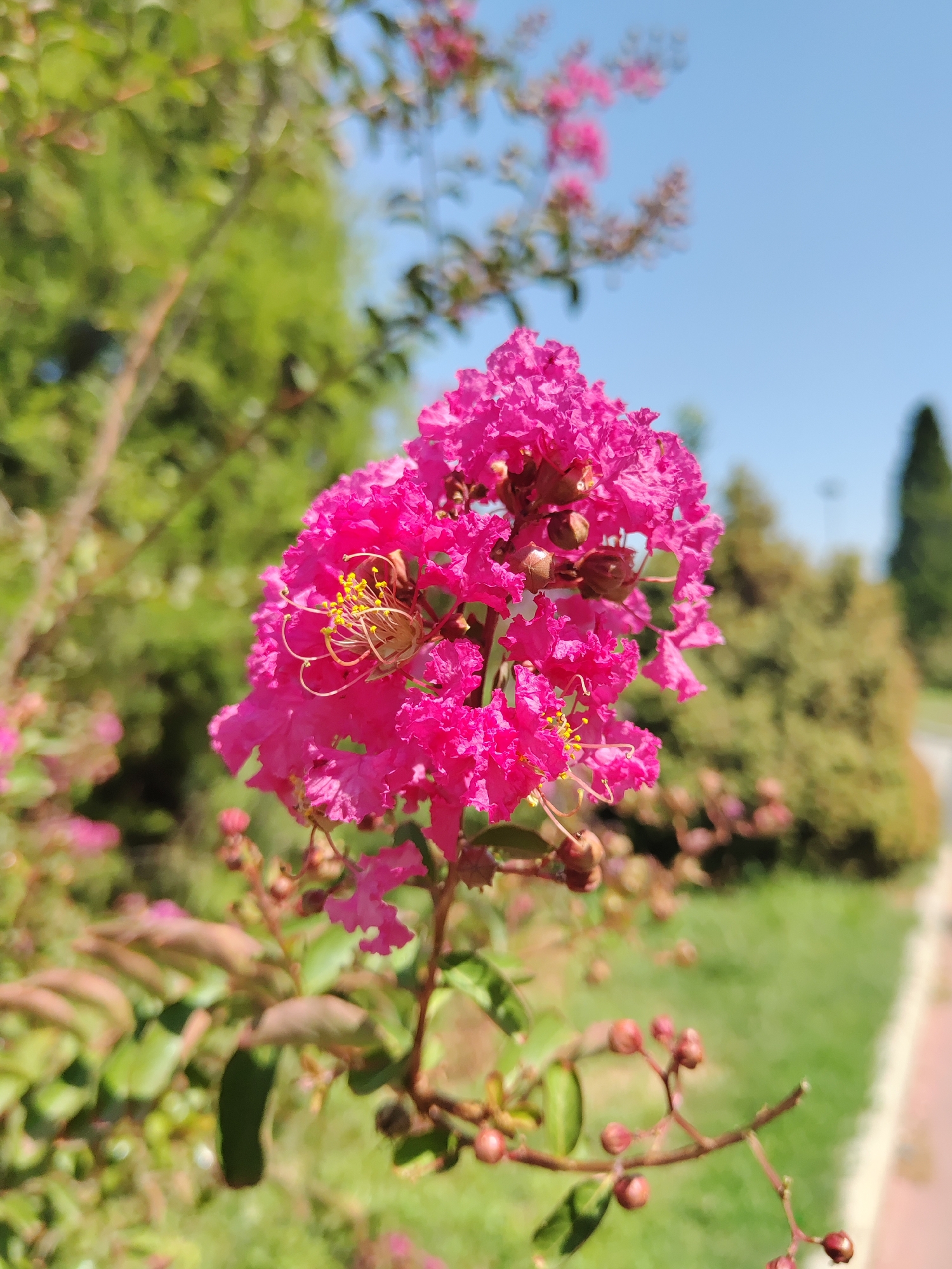 The image depicts a close-up of a cluster of bright pink crepe myrtle flowers in bloom. The flowers are intensely colored with ruffled petals and prominent yellow stamens. They are attached to a thin stem with green leaves and smaller, unopened buds visible below. The background is softly blurred, showing a mix of green foliage, grass, and a hint of a paved path or road. The sky above is a clear, bright blue. The scene suggests an outdoor setting in a park or garden, likely during daylight hours. The specific location in Tashkent, Uzbekistan, cannot be determined from the visual information alone.
