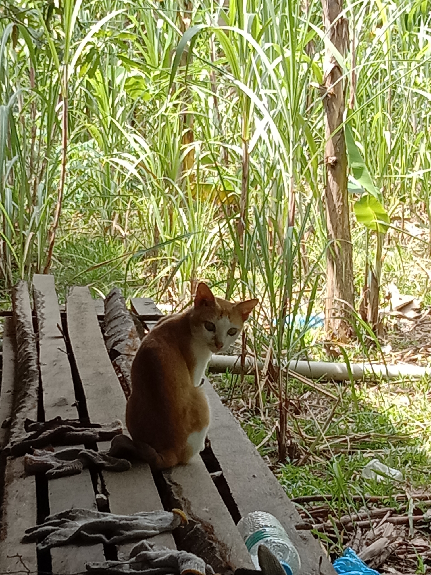 A medium-shot photograph shows an orange-and-white cat sitting on a wooden plank platform. The cat is facing forward with its head turned to its left. On the wooden planks to the left of the cat, there are several pairs of gray gloves. In the foreground, there's a clear plastic water bottle and a crumpled blue plastic bag. The background is filled with tall green grass and foliage. The photo was taken in Blangkarieng, Indonesia.
