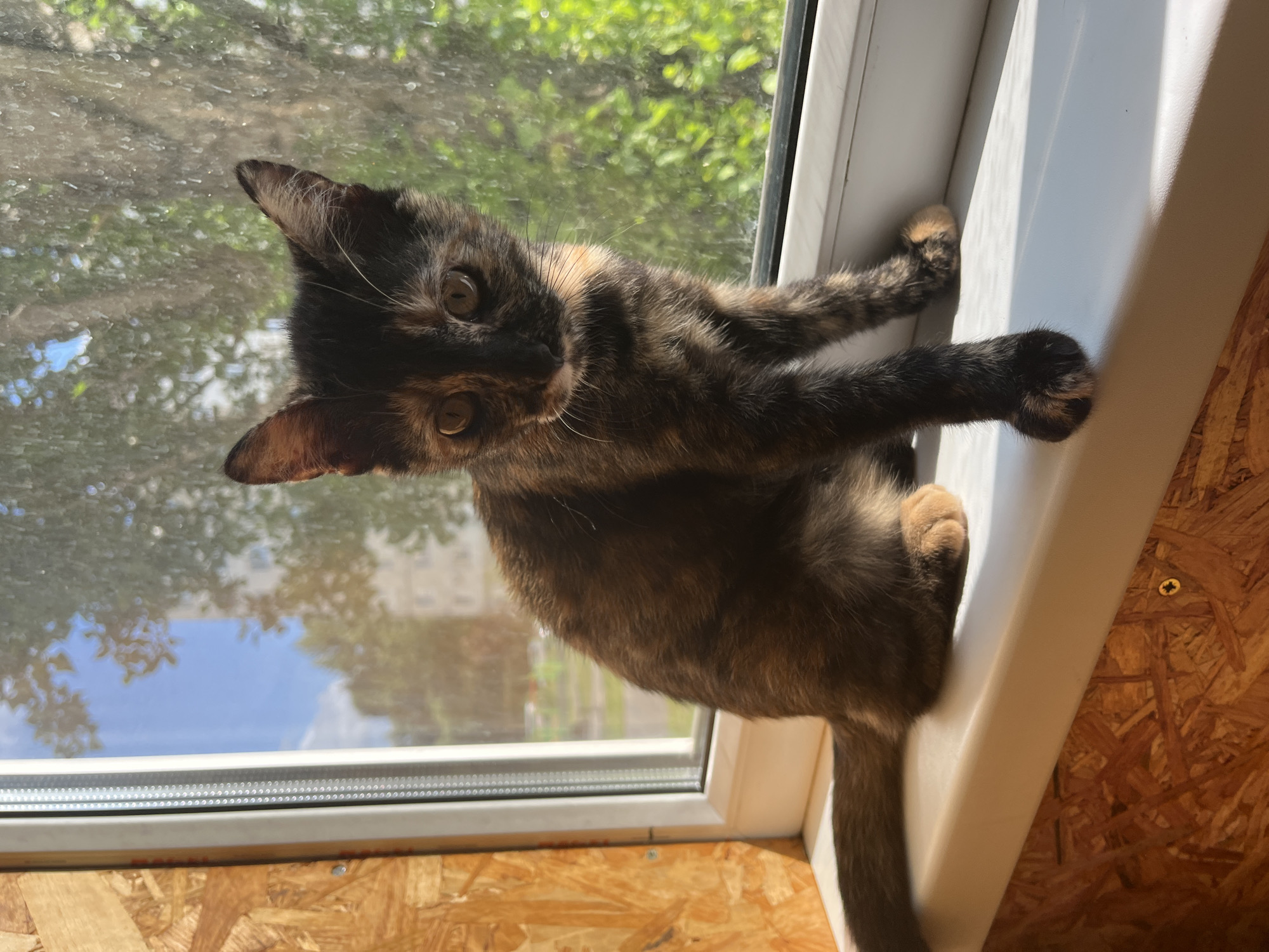 A tortoiseshell kitten sits on a white windowsill, facing the camera. The kitten has black, brown, and orange markings on its fur and large, expressive eyes. Sunlight streams in from the window, casting shadows on the sill. Outside the window, trees and a building are visible, suggesting an outdoor urban environment. The wall to the left of the window is covered with particleboard. The image appears to be taken in Stary Oskol, Russia.