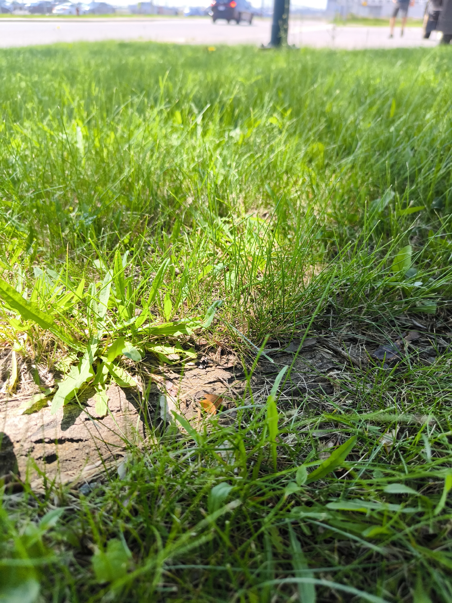 An outdoor, low-angle, medium shot shows a patch of green grass in the foreground. The grass is slightly out of focus, with some blades appearing sharper than others. In the background, a paved surface is visible, with cars and people blurred by the distance and shallow depth of field. The overall impression is of a sunny day in a park or beside a road. The location is specified as Dorval, Canada.