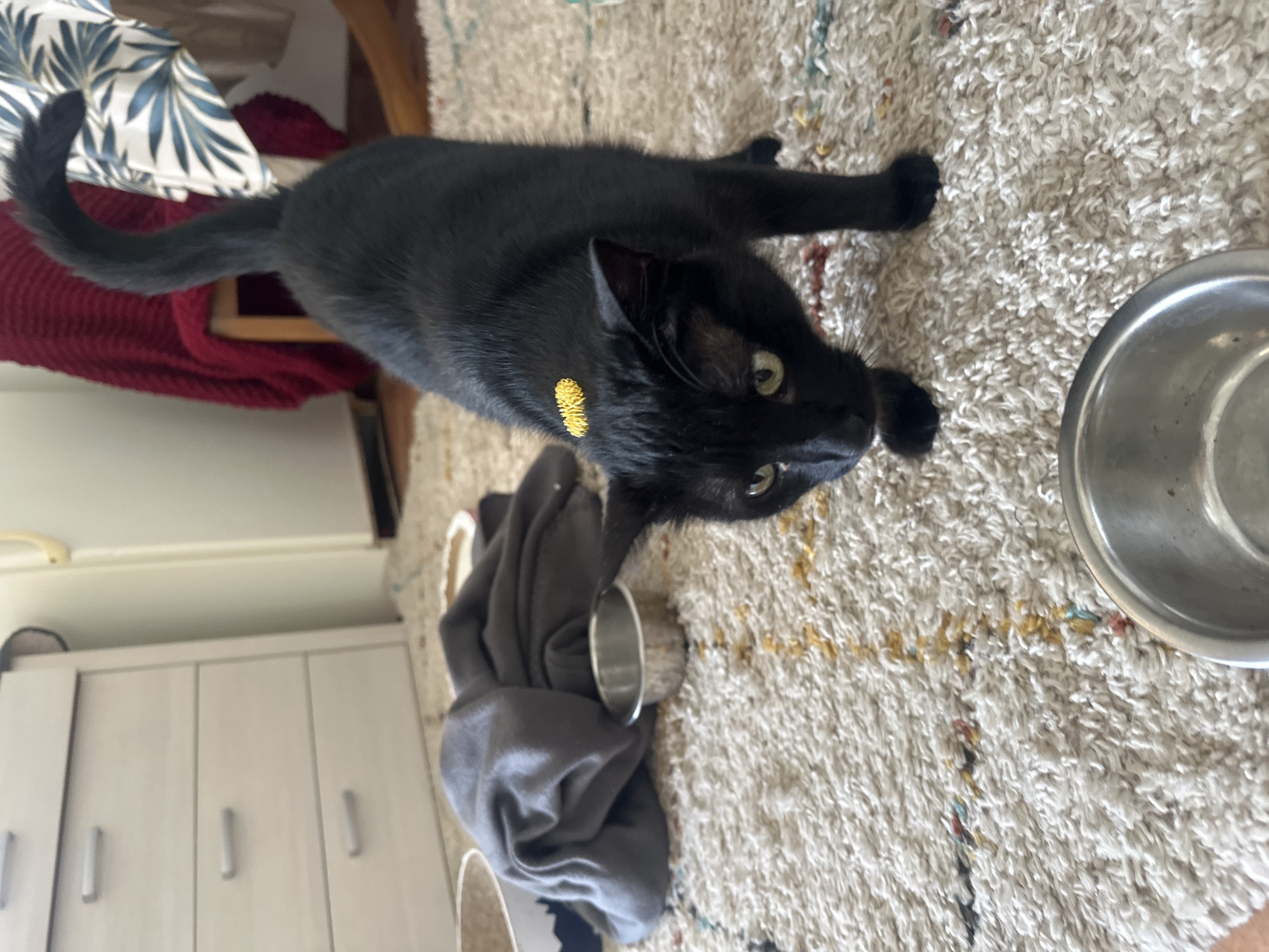 A black cat wearing a yellow collar lies on a light-colored shag rug. To the cat's right is a metal pet food bowl, and to the cat's left is a folded grey garment. The cat is facing the viewer. In the background is a white cabinet with silver pulls and a chair with a patterned cushion and a red cloth. The location is likely indoors. There is no verifiable information to associate the image with the city of Budva, Montenegro.