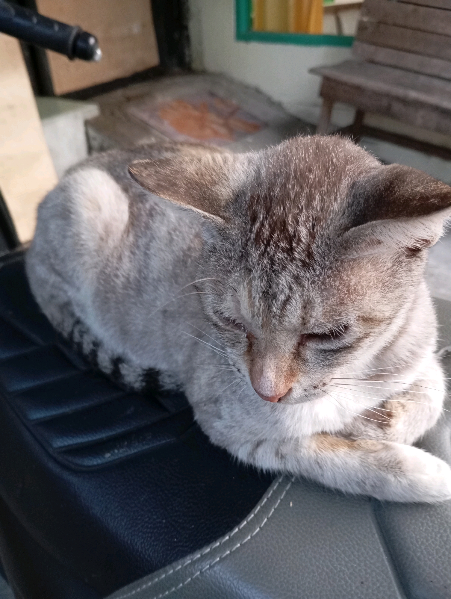 A gray tabby cat is lying on a black cushioned seat, possibly a motorcycle seat. The cat is curled up with its eyes closed and its paws tucked underneath its body. Its fur is a mixture of gray and white with darker tabby markings. The background is blurred but appears to be an outdoor setting with wooden furniture and some greenery. The image was taken during the day. The setting is consistent with a residential area in Balikpapan, Indonesia.