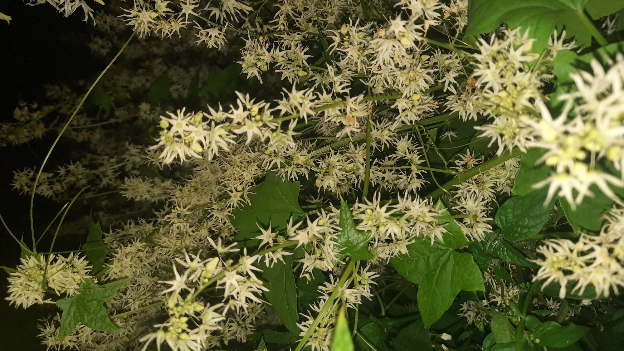 The image shows a close-up view of a dense cluster of small, white, star-shaped flowers on a vine. The flowers are clustered together on thin stems, with several vibrant green leaves interspersed among them. The background is dark and out of focus, suggesting the photo was taken at night or in low light conditions. The overall impression is one of abundant, delicate blooms. The location is unknown, and no people are present.