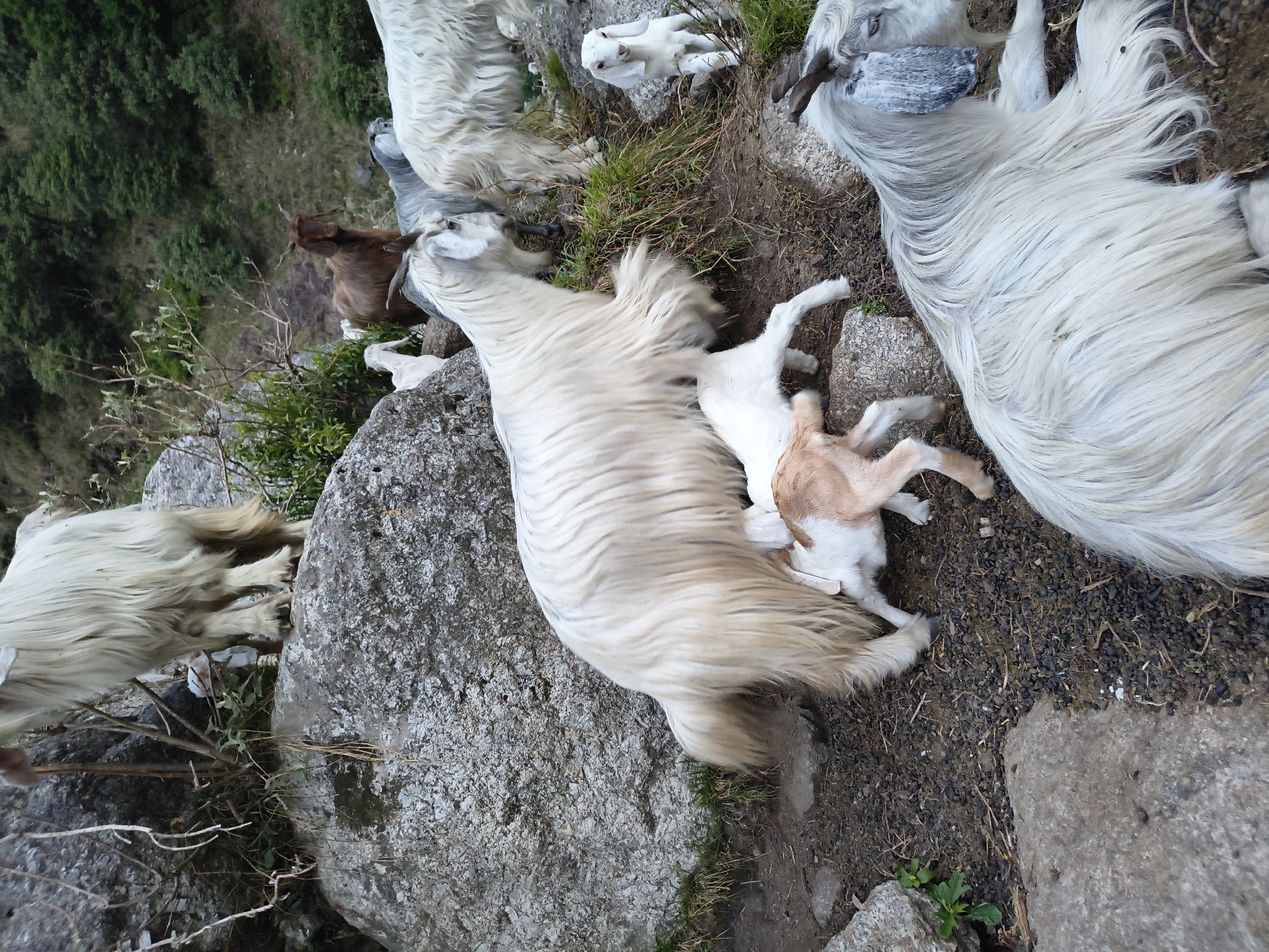 The image depicts a group of Angora goats in a rocky, mountainous area likely in the vicinity of Haini, India. A white Angora goat lies on a large rock while a smaller, white and tan goat nurses. Other Angora goats, varying in shades of white and gray, are scattered nearby, some lying down and others standing. The ground is a mix of dirt, small rocks, and sparse vegetation. A few green plants grow in the crevices of the rocks.