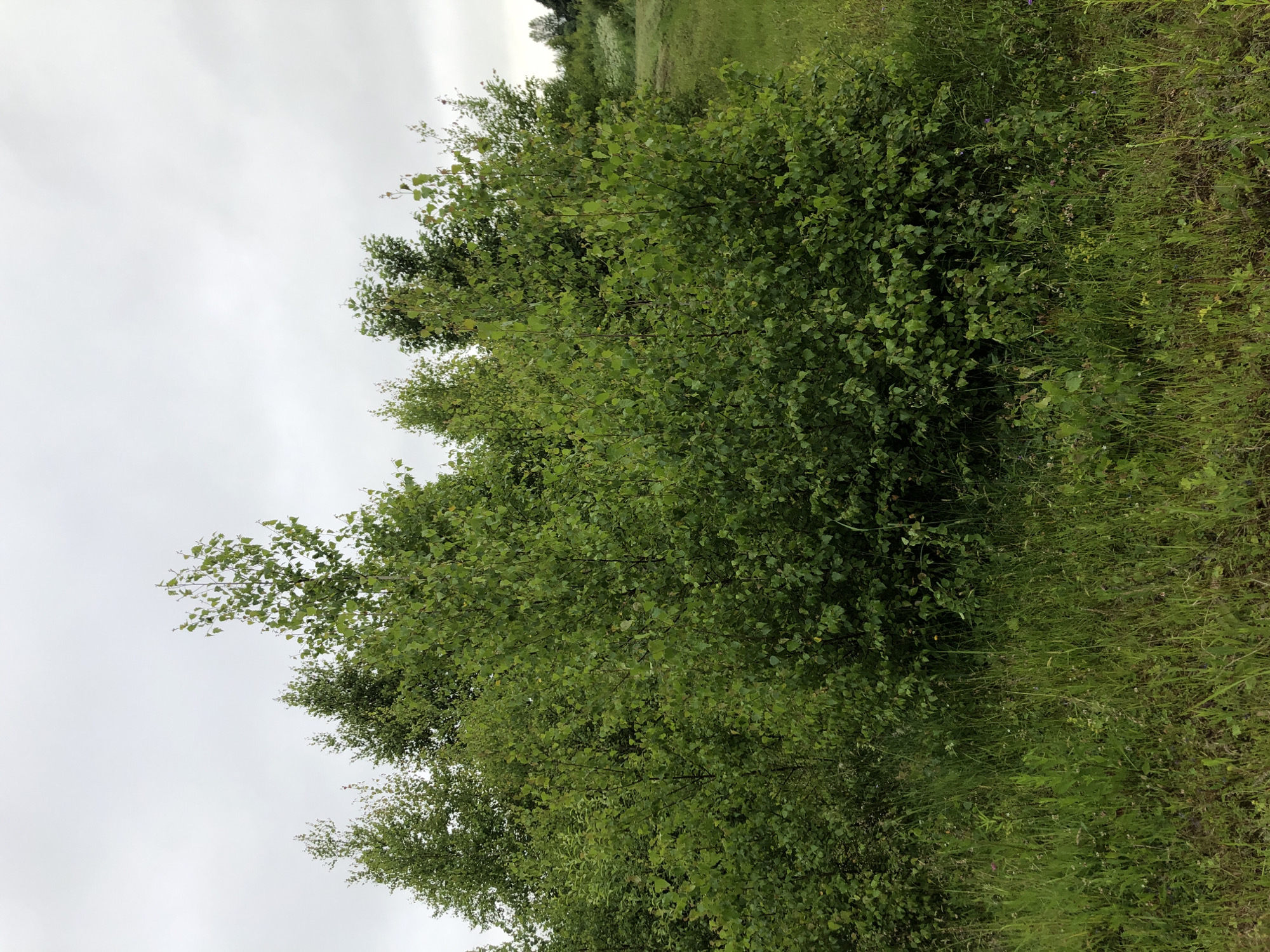 A medium shot captures a cluster of deciduous trees and dense undergrowth in an outdoor setting under an overcast sky. The foliage is a vibrant green, with the leaves of the trees appearing small and numerous. The ground is covered in a thick layer of grass and wildflowers, suggesting a natural or semi-natural environment. The overall impression is one of a lush, verdant landscape. The image is likely taken in Zhukovo, Russia, given the context provided.