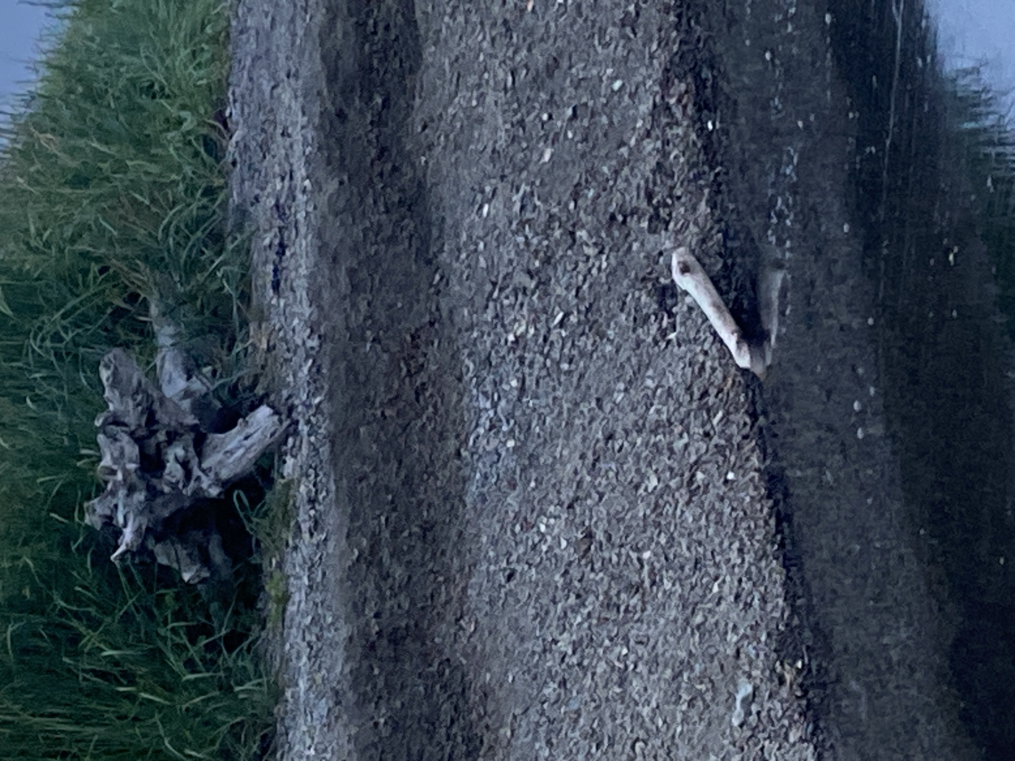 A light-colored, elongated object, possibly a bone or piece of driftwood, protrudes from dark, still water. The object is situated on a pebbly shore, bordering the water. In the background, lush green grass grows behind a jumble of weathered driftwood. The scene appears to be a natural setting near a body of water, potentially a riverbank or shoreline in or around Korsakov, Russia. The overall lighting suggests either early morning or late evening.