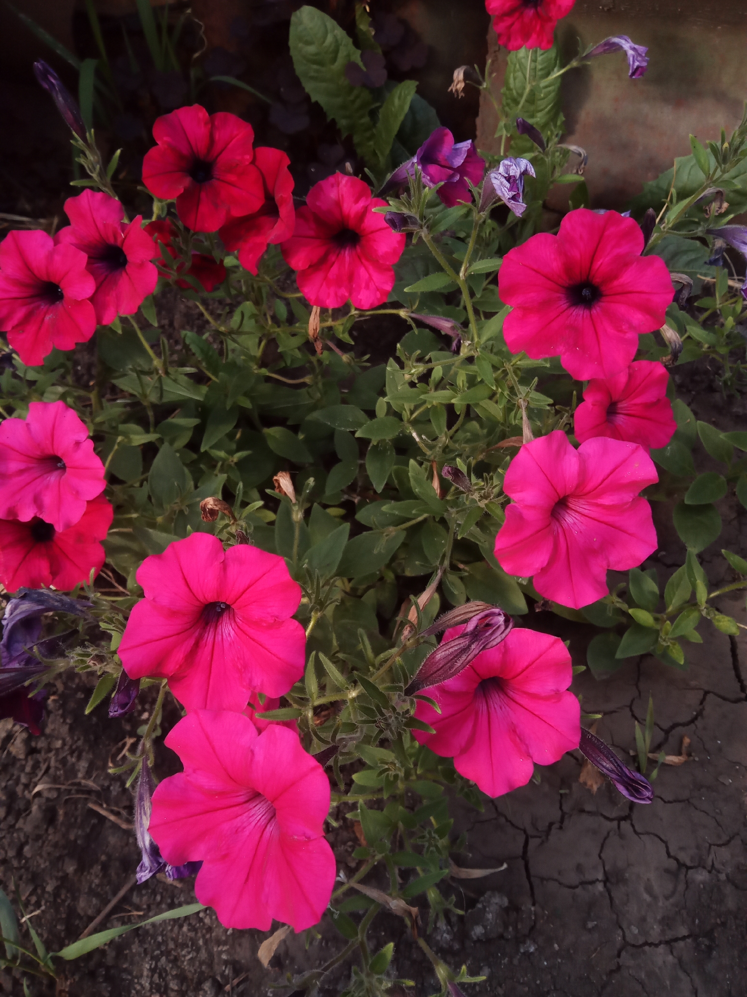A medium shot captures a cluster of vibrant pink petunias with dark centers. The flowers are in various stages of bloom, with some fully open and others in bud. The petals are a rich, saturated pink, appearing velvety and delicate. Several dark purple buds are also visible, some tightly furled and others beginning to unfurl. The petunias are set against a backdrop of lush green foliage, creating a lively contrast. The ground beneath the flowers is a mix of dark soil and dry, cracked earth, suggesting a garden setting that may be experiencing dry conditions. Some dried, withered flowers and leaves are interspersed with the healthy blooms, indicating the natural cycle of growth and decay. In the background, glimpses of darker leaves and what appears to be a brick wall can be seen, adding depth and context to the scene. The lighting suggests it might be late afternoon or early evening, with soft, diffused light highlighting the texture and color of the flowers. There is no visible text in the image. The overall mood is one of natural beauty and the simple elegance of blooming flowers.