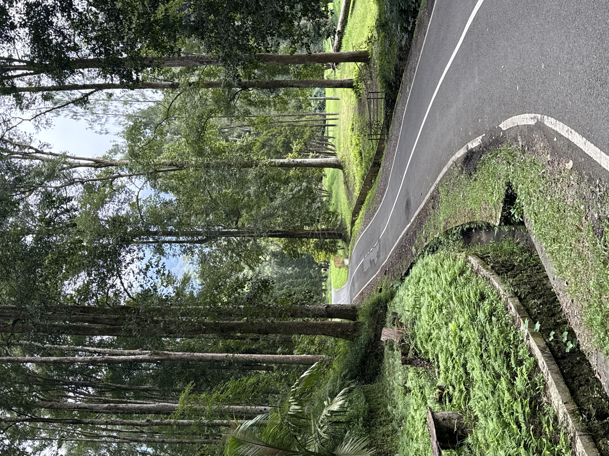 The image depicts a serene, verdant landscape with a winding asphalt road cutting through a densely forested or park-like area in Baturiti, Indonesia. The road, which appears to ascend slightly, features distinct white lines along its edges and a double solid white line in the center, suggesting a two-way path.
Tall, slender trees with light-colored trunks line both sides of the road, forming a lush canopy overhead. The foliage is predominantly a vibrant green, with various types of plants, including ferns, grasses, and broad-leafed species, covering the ground and embankments. A thick patch of ferns grows vigorously on the stone or concrete barriers flanking the right side of the road.
Further down the left side of the road, nestled within the grassy expanse between the trees, a dark, ornate metal bench is visible, inviting contemplation or rest. The light appears soft and diffused, indicating either an overcast day or dappled sunlight filtering through the dense tree cover, creating a tranquil atmosphere. The sky, seen through gaps in the foliage, is a light, hazy blue. No people or human activity are visible, emphasizing the natural and peaceful ambiance of the scene. There is no visible text.