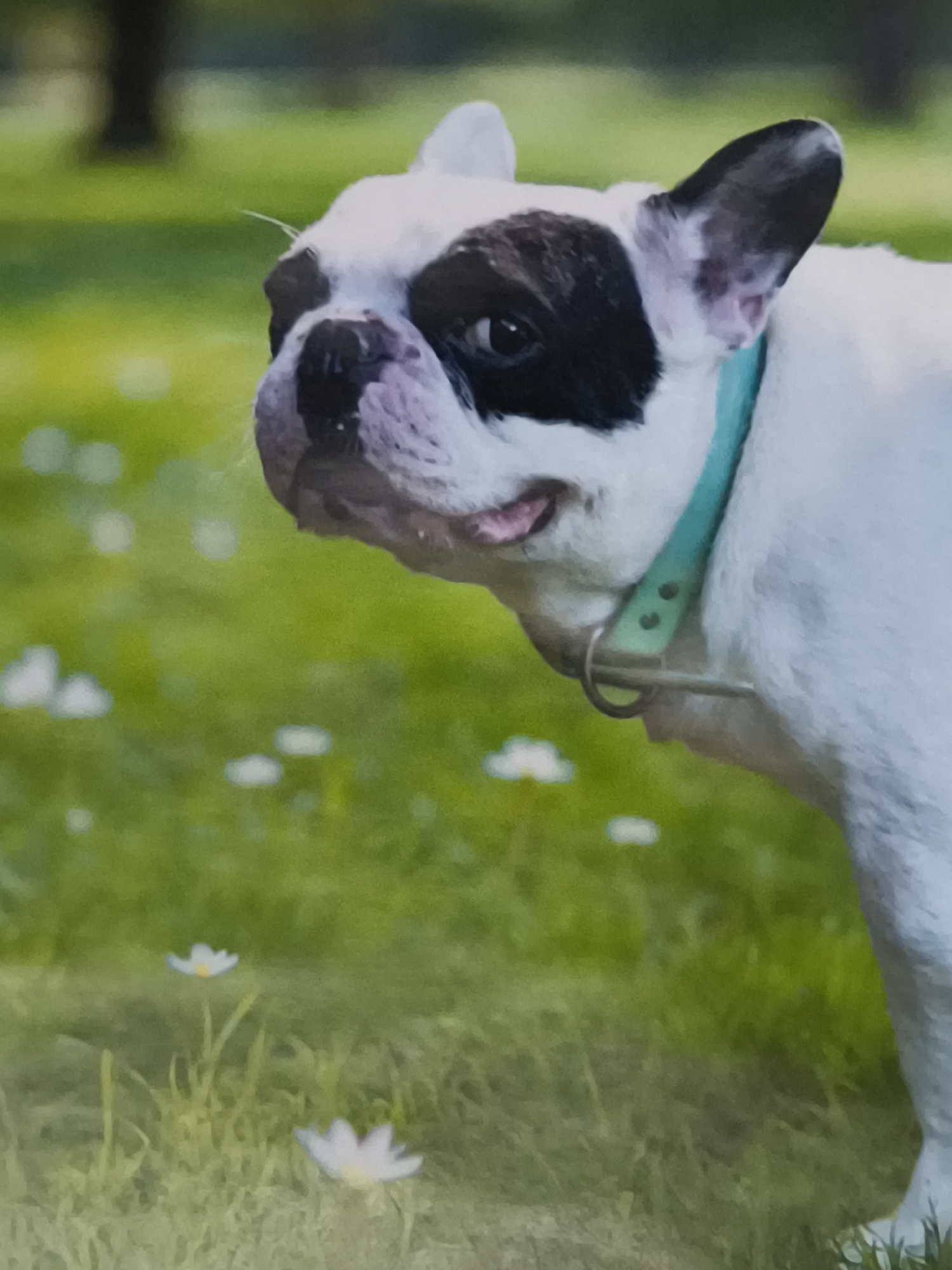 A close-up shot shows a French bulldog with black and white fur and a black patch over its left eye. The dog is wearing a light blue collar and is in a grassy area with small white flowers scattered around. The background is blurred, showing green foliage and a dark tree trunk. The dog is looking to the left with its tongue slightly out.