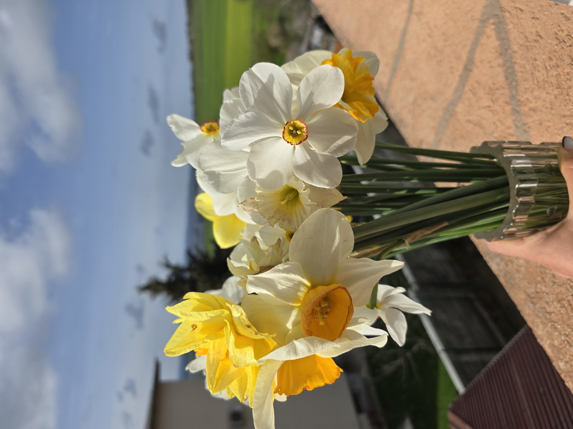A bouquet of daffodils in shades of white and yellow is held against a background of a cloudy blue sky, a green field, and the edge of a brick-colored structure. The flowers are densely packed together, with green stems visible near the base of the bouquet. The flowers are displayed in a clear glass vase being held by a person, as indicated by a hand visible on the right side of the frame. The backdrop includes elements that suggest an outdoor setting. The presence of these elements along with the fact that it is likely Burgas, Bulgaria, given the request's origin suggests an urban location.