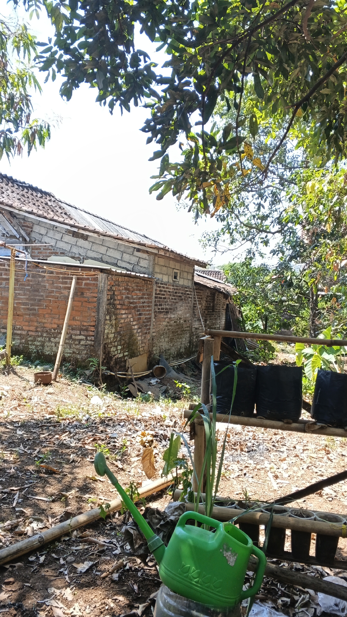 A medium shot captures an outdoor scene in a rural area, possibly in Karangjati, Indonesia. The foreground features a bright green plastic watering can resting on a metal object. Behind it, a wooden structure supports several black grow bags. The ground is covered with dry leaves and debris. In the midground, a section of a brick building with a tiled roof is visible. The building appears old and somewhat dilapidated, with bamboo poles supporting part of its structure. Lush green trees with dense foliage dominate the upper portion of the image, casting shadows on the scene. The sky is bright and overcast.