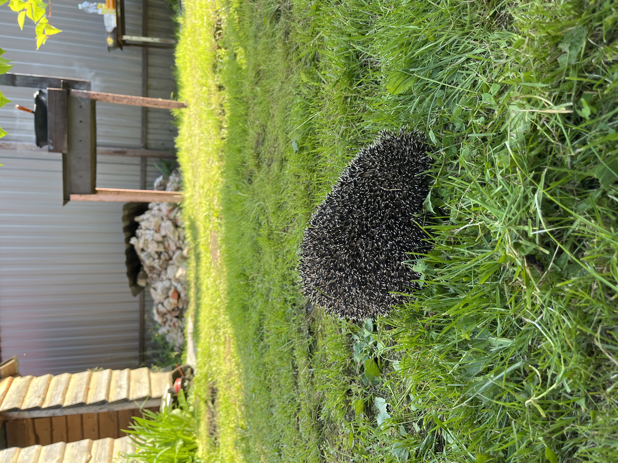 This is a vertical, eye-level outdoor shot of a hedgehog in lush green grass. The hedgehog, curled into a ball, is in the lower right portion of the frame, its spiky exterior clearly visible. The grass is tall and vibrant, suggesting a natural, unmanicured setting. Sunlight illuminates the scene, casting dappled shadows and creating a bright, cheerful atmosphere, indicative of a sunny day.
In the background, on the left side of the image, are elements of a rustic outdoor area. There's a corrugated metal structure, possibly a shed or fence, with wooden supports. Below this, a pile of stones or bricks is visible. Closer to the bottom left, a wooden structure with a weathered, light-colored roof is partially visible, hinting at a garden shed or outbuilding.
The overall impression is a peaceful, natural encounter with wildlife in a rural or suburban backyard setting, likely in Igra, Russia, given the provided location context. The time of day appears to be late afternoon or early evening, judging by the quality of light. There are no people or animals other than the hedgehog visible, and no discernible text.