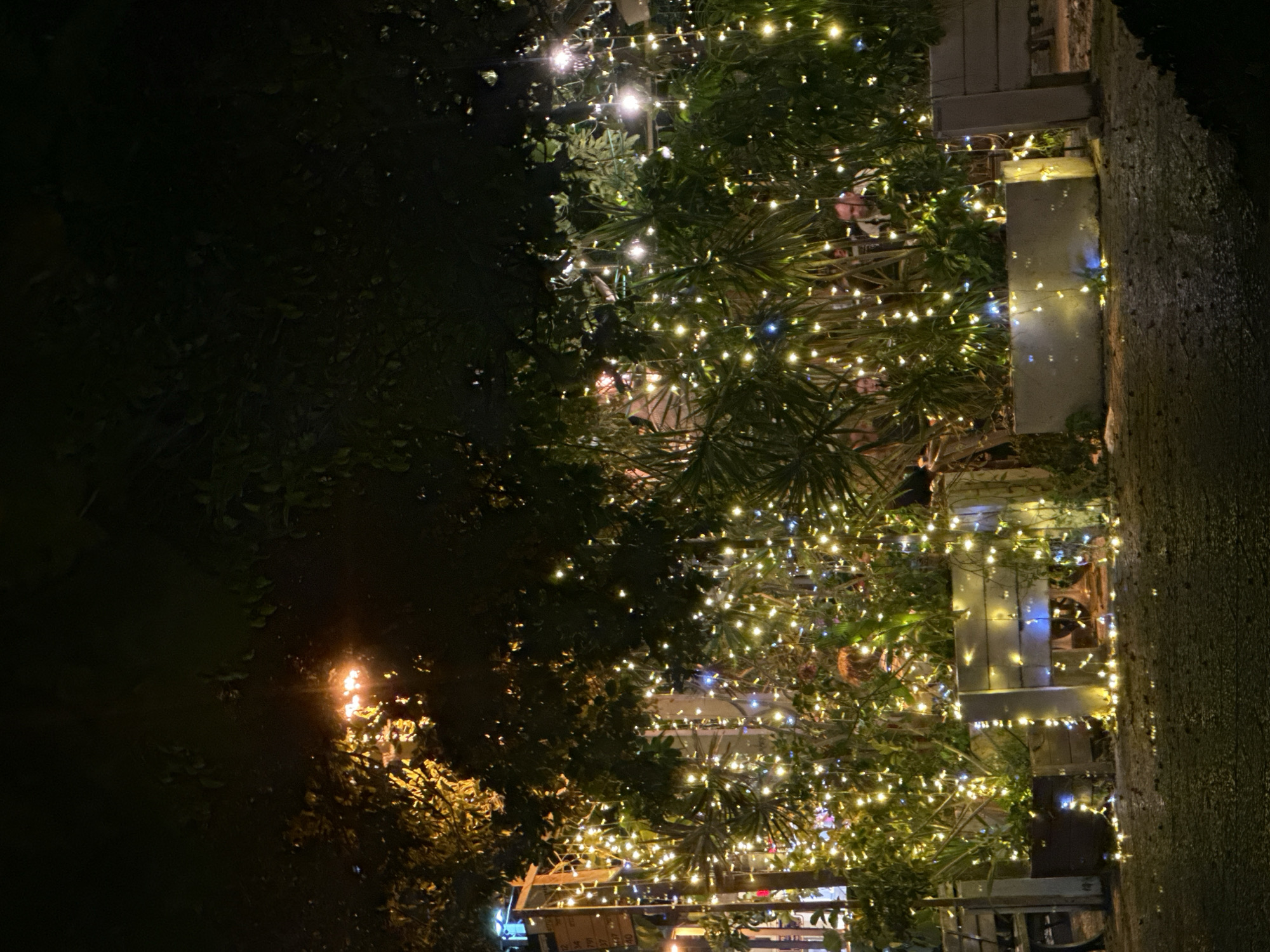 This is a nighttime image taken outdoors, possibly in Haifa, Israel, given the context. The scene is illuminated by numerous strings of warm white fairy lights draped across lush green foliage, creating a festive and inviting atmosphere. The lights are densely packed, highlighting the leaves and branches of what appear to be tropical or palm-like plants.
In the background, there are hints of structures and possibly people, though they are indistinct due to the low light and the focus on the illuminated greenery. Some of the lights also have a bluish hue, adding to the visual complexity. The ground appears to be a rough, textured surface, possibly stone or concrete, wet in places, suggesting recent rain or a damp environment.
The overall impression is one of a beautifully decorated outdoor space, perhaps a garden, patio, or an entrance to a venue, set up for an evening event or simply to create a magical ambiance. The darkness of the night contrasts sharply with the brilliance of the lights, drawing the viewer's attention to the decorated plants. There is no visible text in the image. The time of day is clearly night, and the presence of wet surfaces could indicate recent rain. The emotion conveyed is one of enchantment and festivity.