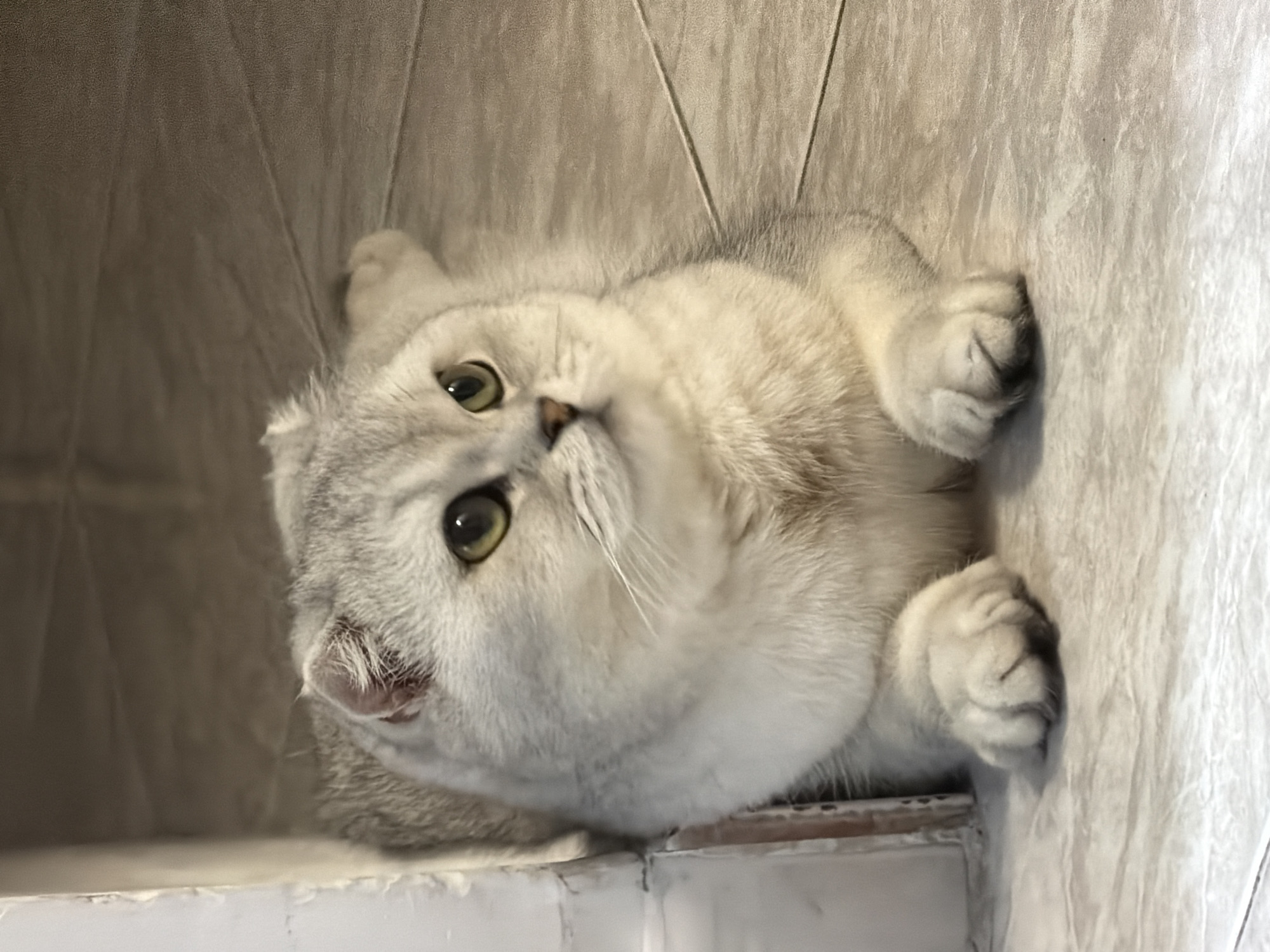 A fluffy, silver-grey cat with large green eyes is lying on a tiled floor. The cat is positioned in a corner, with its body extending out into the room. The floor tiles are a neutral, light beige color with a subtle pattern. The background is dimly lit and appears to be a wall. There is a white baseboard to the left of the cat. The image does not contain any information that could indicate a location in Rome, Italy.