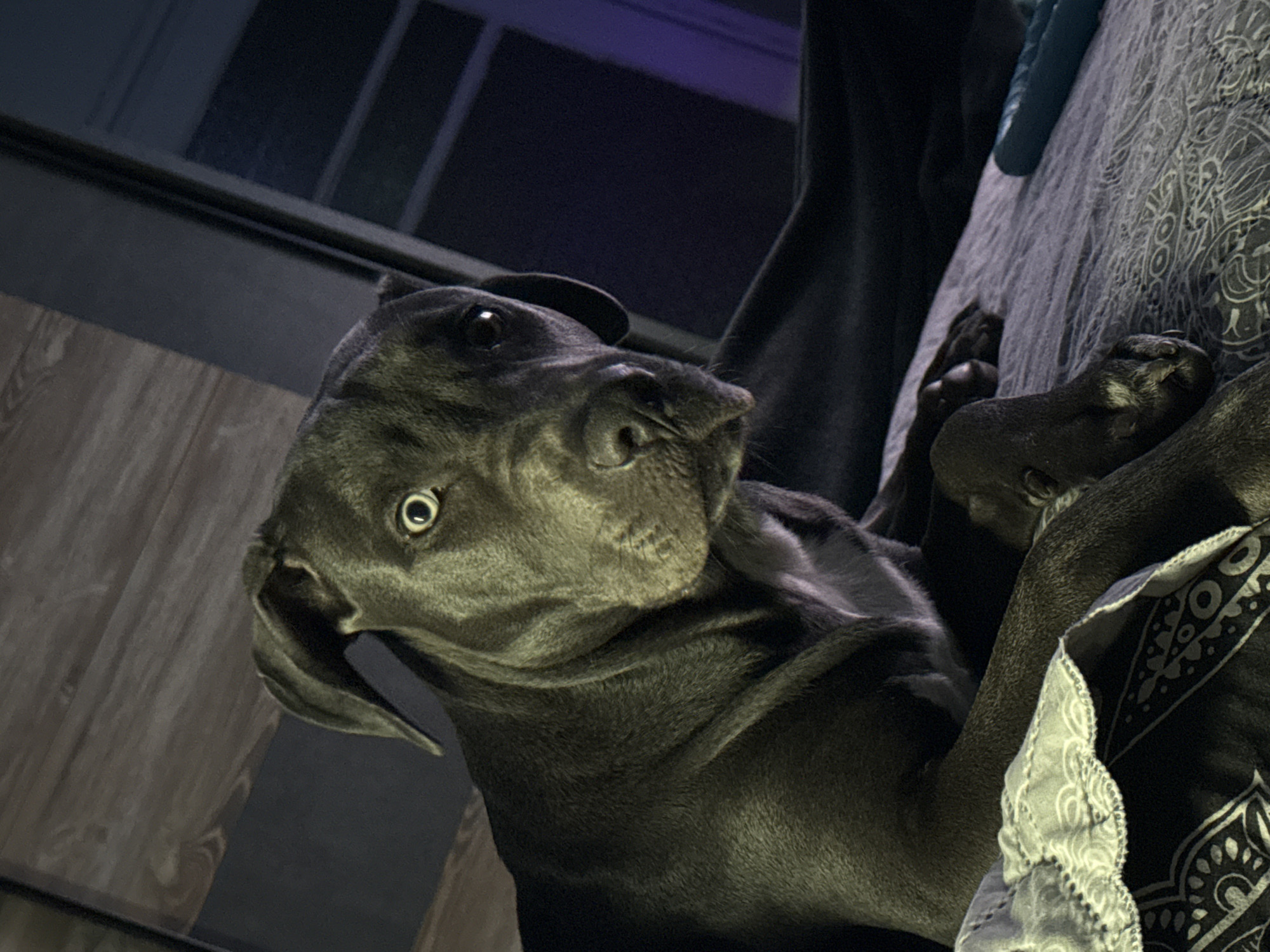 A dark gray dog with short fur is lying on a bed covered with a gray patterned sheet and a white lace-edged fabric. The dog is positioned near a window. The location is not discernible and it is not possible to determine if the image was taken in Varna, Bulgaria.
