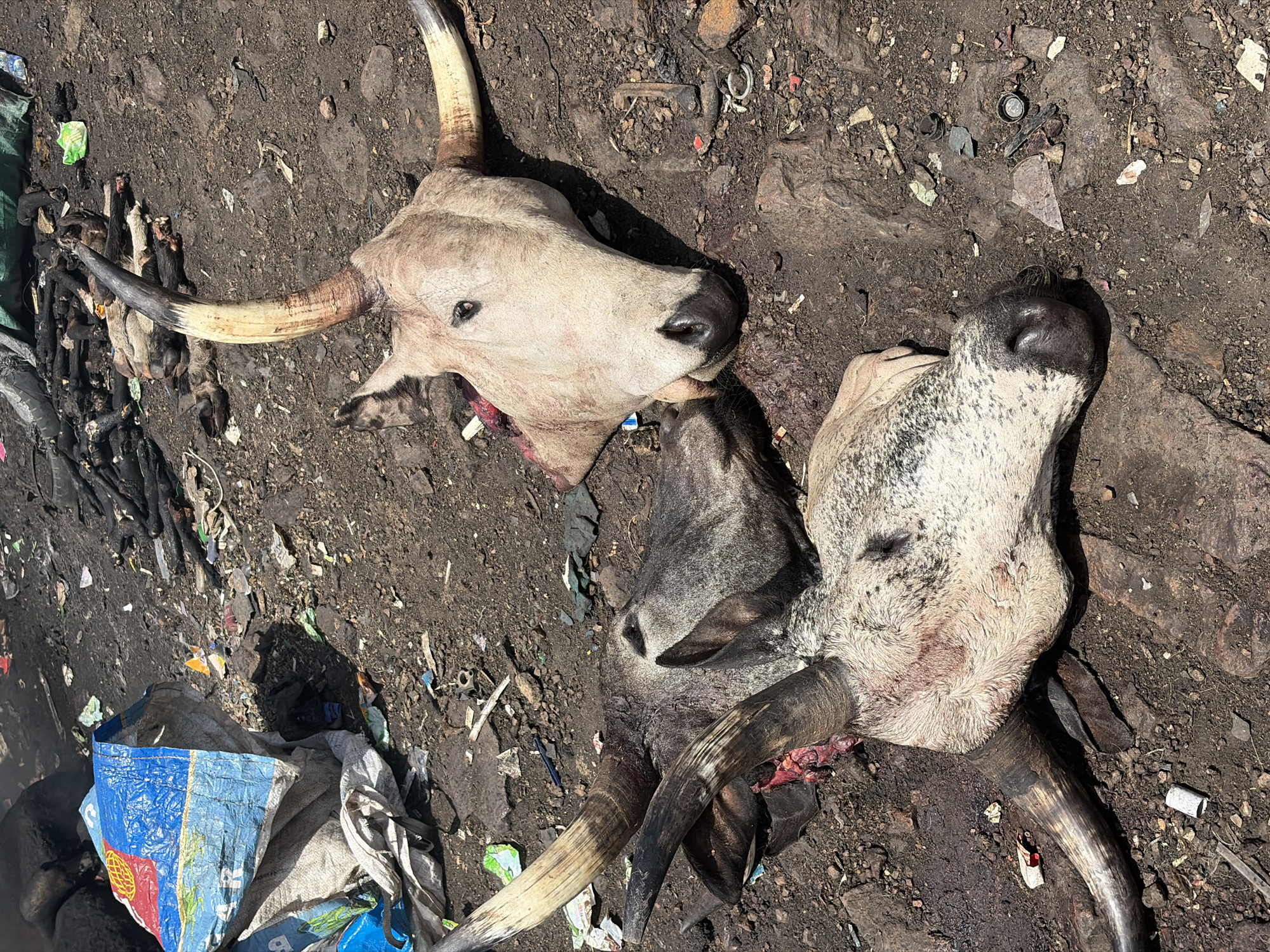 The image depicts two severed cow heads lying on a dirt and trash-strewn ground. The heads are light-colored, with horns present. One head is positioned face-up, while the other is tilted. The surrounding environment consists of dirt, refuse, and what appears to be butchered animal parts. The location is in Jos, Nigeria.
