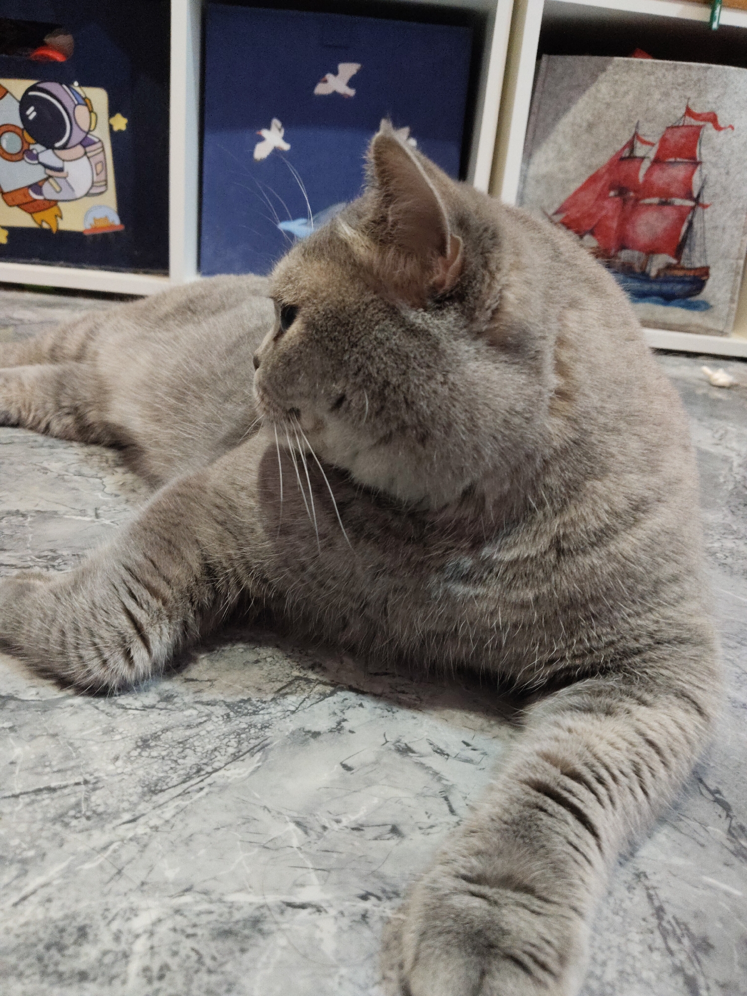 A gray cat lies on a mottled gray surface. Behind the cat are three framed pictures. The picture on the left depicts an astronaut, the middle picture depicts two white birds flying against a dark blue background, and the picture on the right depicts a ship with red sails. The cat is lying down with its front paws extended. Its head is turned to the left. The location is unknown.