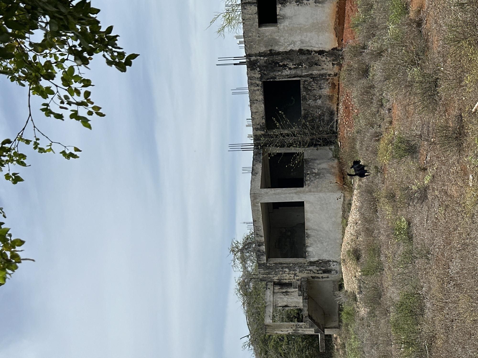 The image depicts an outdoor scene in Sabana de Guacuco, Venezuela, centered on a two-story, unfinished or abandoned concrete building under a partly cloudy sky. The building exhibits significant weathering, with dark stains and patches across its grey concrete walls. Exposed rebar protrudes from the top edge of the structure, indicating incomplete construction or structural decay. Large, dark rectangular openings serve as unglazed windows or doorways on both levels. An external concrete staircase is visible on the left side of the building, leading to an upper-level opening. In front of the building, a black cat with a discernible white marking on its chest is captured in motion, traversing the dry, sparse vegetation composed of low-lying, scrubby bushes and reddish-brown earth. Behind and to the left of the building, dense, dry-looking trees and shrubs are present. A pile of light-colored gravel or rubble is situated near the base of the building's left section. In the upper-right corner, leafy green tree branches extend into the frame, partially obscuring the light blue sky. A faint, distant industrial or communication tower is barely visible on the horizon above the building. No human subjects are present.