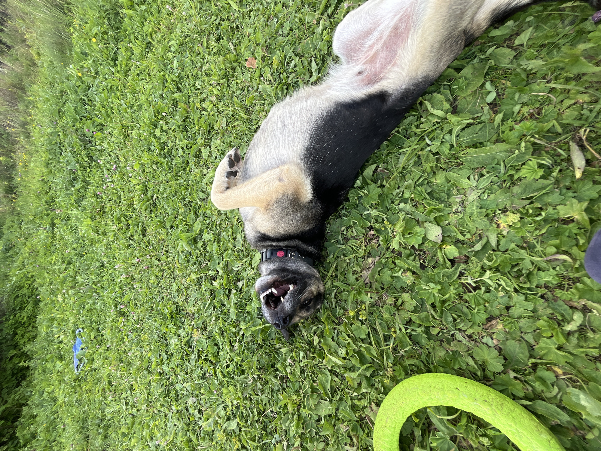 A medium-sized, mixed-breed dog with black, gray, and tan fur lies on its back in a patch of green grass, with its mouth open and teeth visible. The dog is wearing a black collar with a red tag. A bright green, circular toy lies to the left of the dog. The background is a blur of green foliage, suggesting an outdoor environment. There is a small blue object in the upper left corner of the image. This scene is consistent with a park or backyard in Nizhny Tagil, Russia, where dogs are commonly walked and played with outdoors.