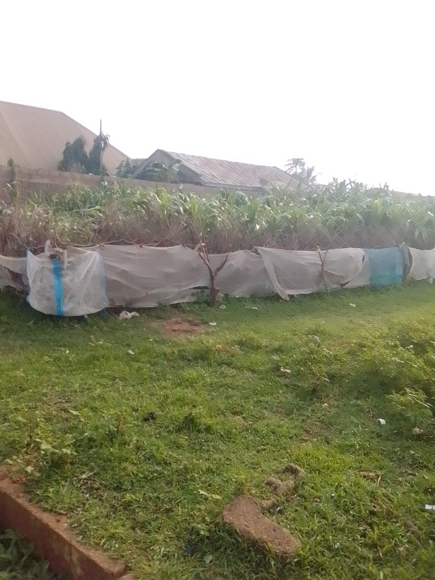 The image depicts an outdoor scene in Gombe, Nigeria, featuring a row of crops, possibly corn, behind a makeshift fence. The fence is constructed from transparent plastic sheeting supported by thin branches or poles, creating a barrier for the plants. In the background, residential buildings with corrugated iron roofs are visible, suggesting an urban or semi-urban environment. The foreground consists of a grassy area with some scattered debris. The lighting suggests it is daytime, with an overcast sky. There are no people or animals clearly visible in the image.