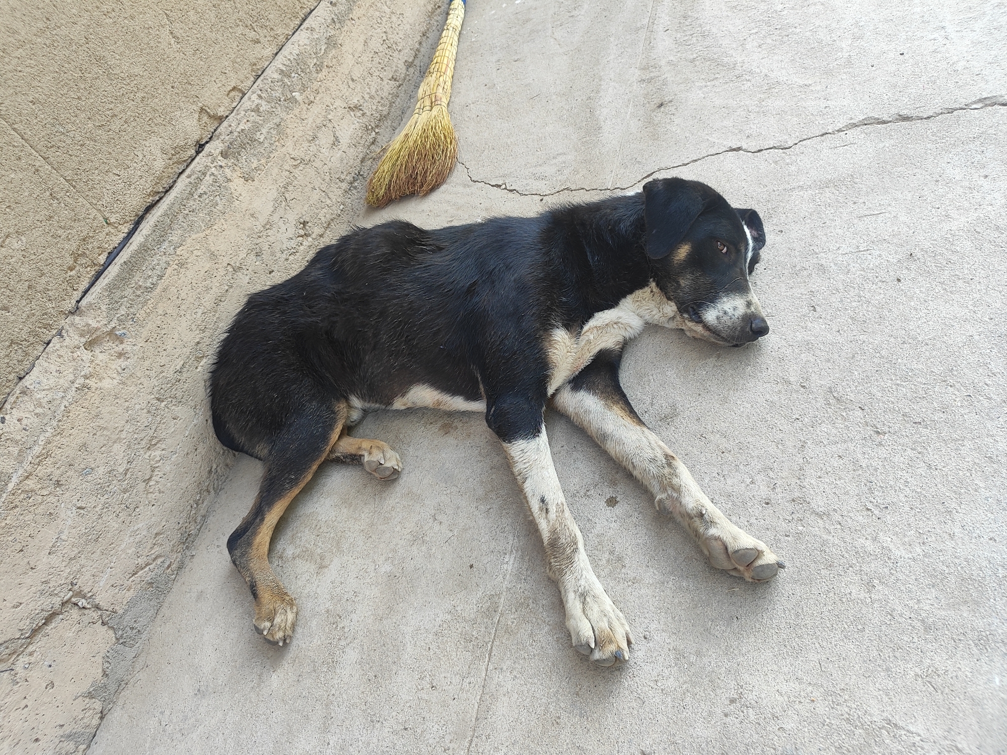 A medium-sized, black and tan dog is lying on a concrete surface next to a raised, textured, light-colored wall. The dog is positioned diagonally on the ground, with its head resting on the concrete and its body extending towards the top right of the frame. A straw broom with a blue handle lies on the concrete near the dog's head and upper body. The concrete surface is cracked in several places. The scene appears to be outdoors, possibly in an alleyway or courtyard in Sultonobod, Tajikistan.