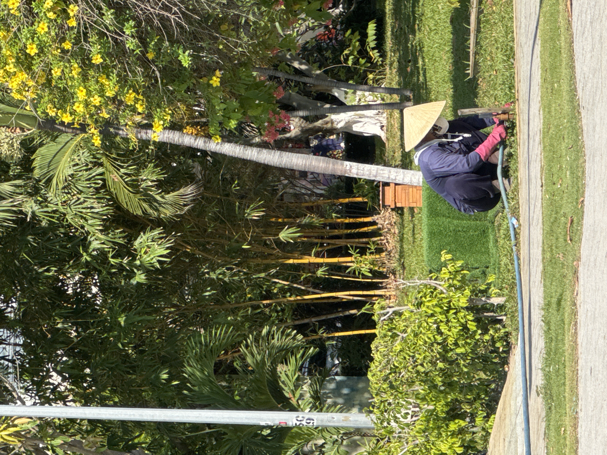In Nha Trang Ward, Vietnam, a person wearing a conical hat and a face mask crouches to work on the ground. They are dressed in a dark blue long-sleeved shirt and dark pants, with bright pink gloves on their hands. The person is holding a tool and appears to be engaged in some form of ground maintenance or repair.
The environment is lush and green, with a variety of tropical plants. Tall, slender yellow bamboo stalks rise in the background, interspersed with palm fronds. A tree with delicate yellow flowers blooms to the right, and another tree with clusters of pink flowers is visible further back. A bright green, artificial-looking patch of grass is situated to the left of the person. A blue hose lies on the ground in front of them, leading towards the left side of the frame. A concrete path or sidewalk is in the foreground, with a grassy area beyond it. A light pole with some signage is visible on the far left. The scene is illuminated by bright sunlight, casting shadows on the ground.