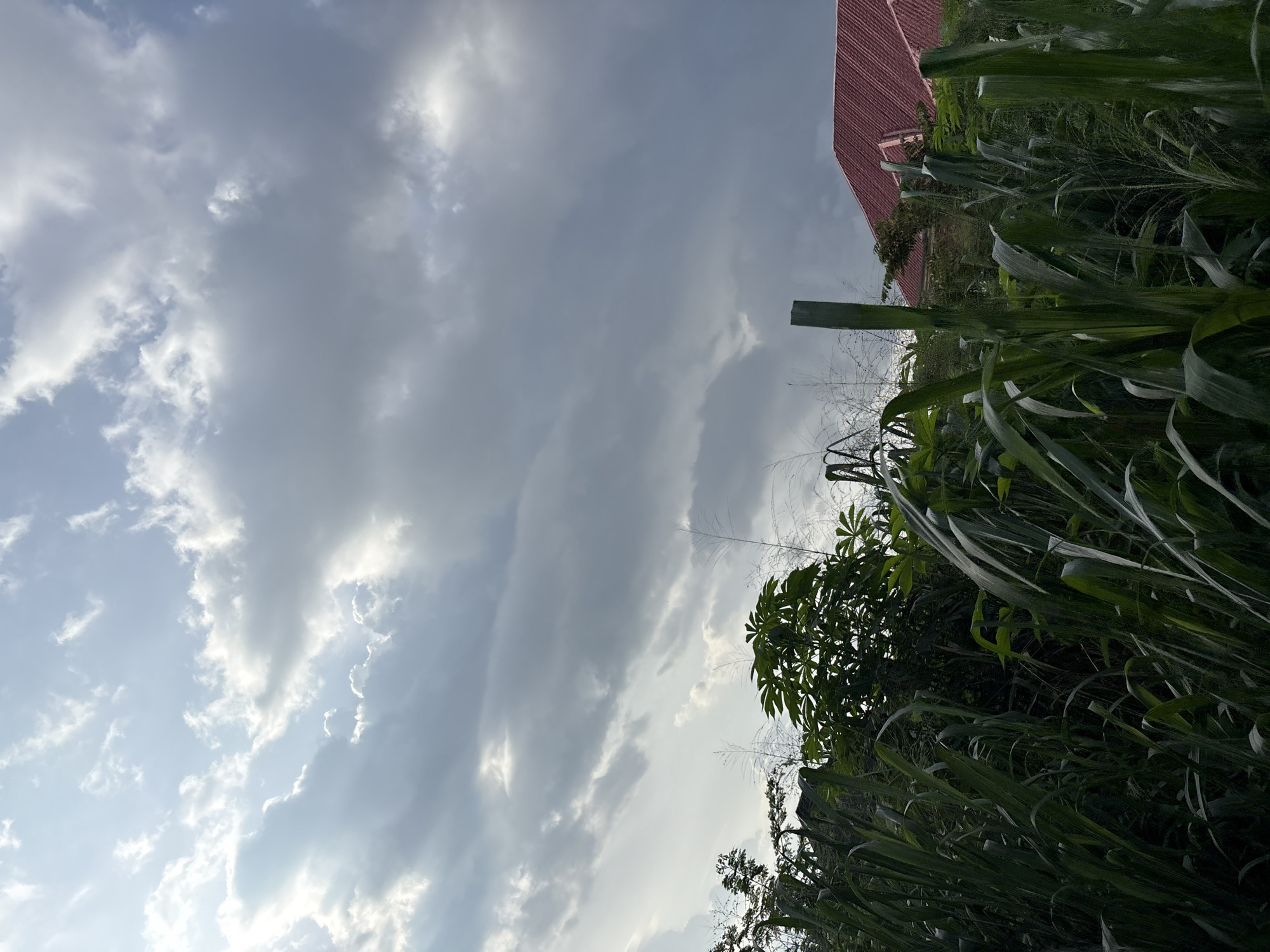 The image shows a view of the sky and vegetation, with a glimpse of a red-tiled roof of a house in the background. The sky is partly cloudy, with bright sunlight breaking through some of the clouds. Tall green plants, possibly reeds or tall grass, dominate the foreground. A wooden pole is visible on the right side, standing amidst the vegetation. The scene appears to be an outdoor environment, likely in a rural or semi-urban area. The location in Obosi, Nigeria is not explicitly indicated by any landmarks or text within the image itself, but the context of the vegetation and building style might suggest such a location. There are no people or animals visible in the image, and no actions or interactions are depicted. The overall impression is of a natural landscape under a dynamic sky.