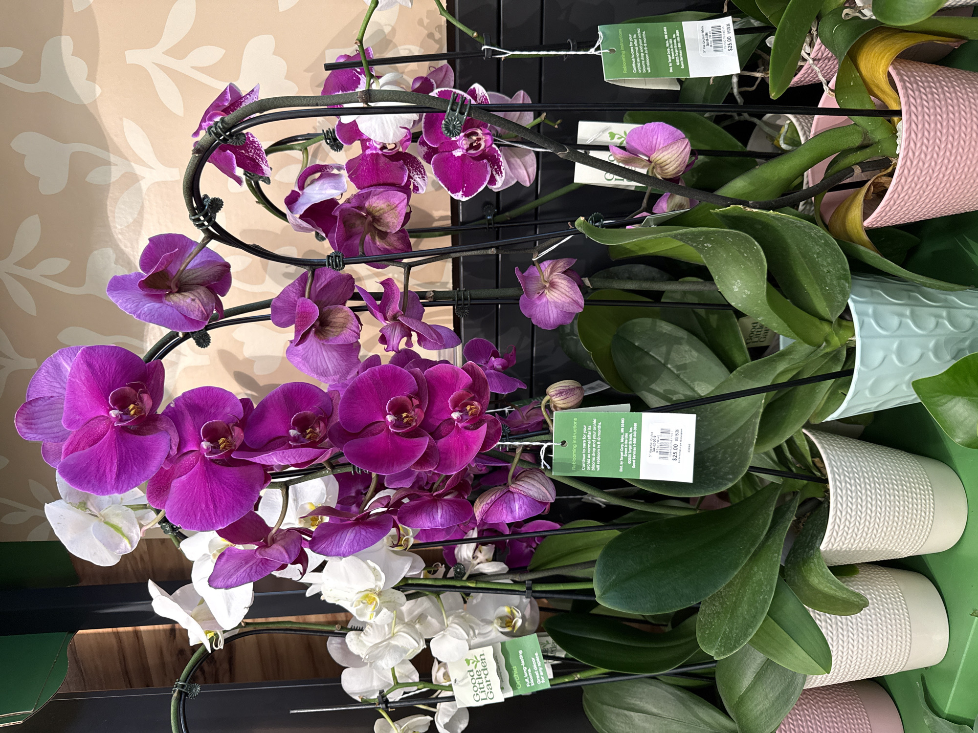 The image depicts a selection of orchids displayed for sale at a retail location, likely a Target store, evidenced by the "Dist. by Target Corp., Mpls., MN 55403" text on the plant tags. The plants have a mix of white and purple flowers. The plants are in different pots with a braided design. The retail location is identified as being in Hilliard, in the United States of America.