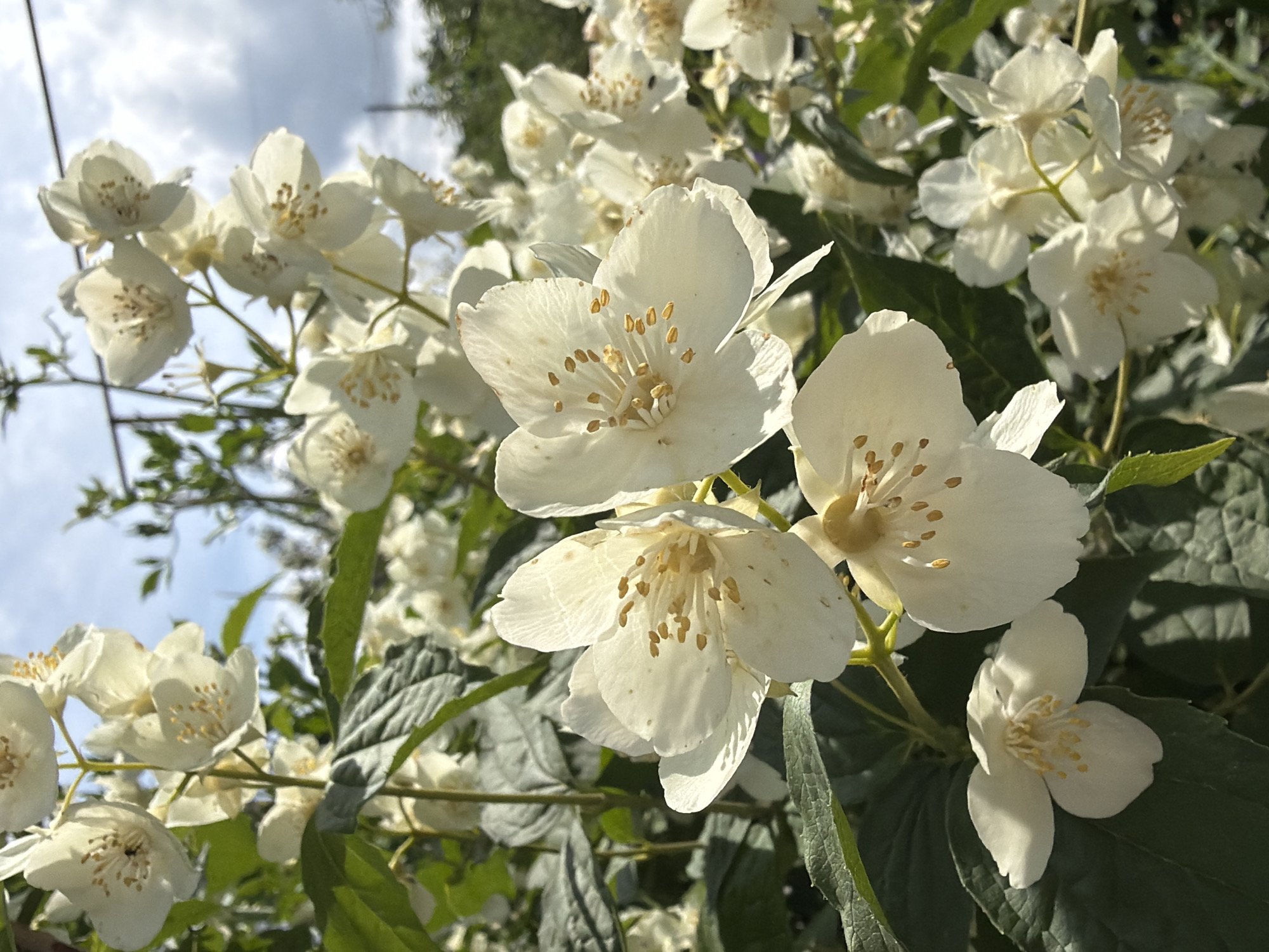 The image is a close-up, outdoor shot of a flowering jasmine bush, likely taken on a sunny day. The bush is laden with numerous white, star-shaped blossoms, many of which are in full bloom. The petals are delicate and translucent, with visible stamens in the center of each flower. Lush green leaves form a backdrop to the white flowers, some of which are sharply in focus while others are softly blurred. In the upper portion of the image, a partly cloudy sky is visible, with hints of blue peeking through the white clouds. The overall impression is one of natural beauty and abundance. The image does not contain any people or specific urban features that would pinpoint its location within Прикамский, Russia.
