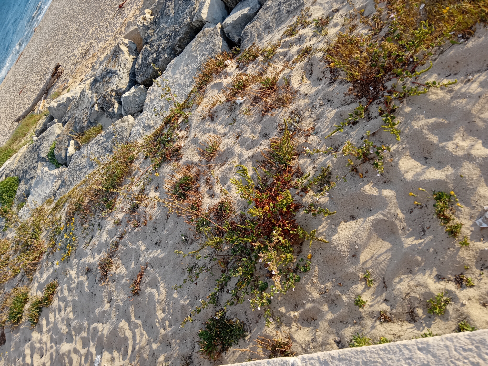 A medium shot captures a scene on a sandy slope in an unknown location. The left side of the frame is lined with large, light-colored rocks, while the sandy slope dominates the rest of the image. Sparse vegetation, including small plants and grasses, grows across the sand. Some plants appear green and healthy, while others are dry and brown. The lighting suggests it's daytime, with distinct shadows cast across the sand. The scene is static, devoid of people or animals. The composition is dominated by the natural textures of sand, rock, and vegetation.