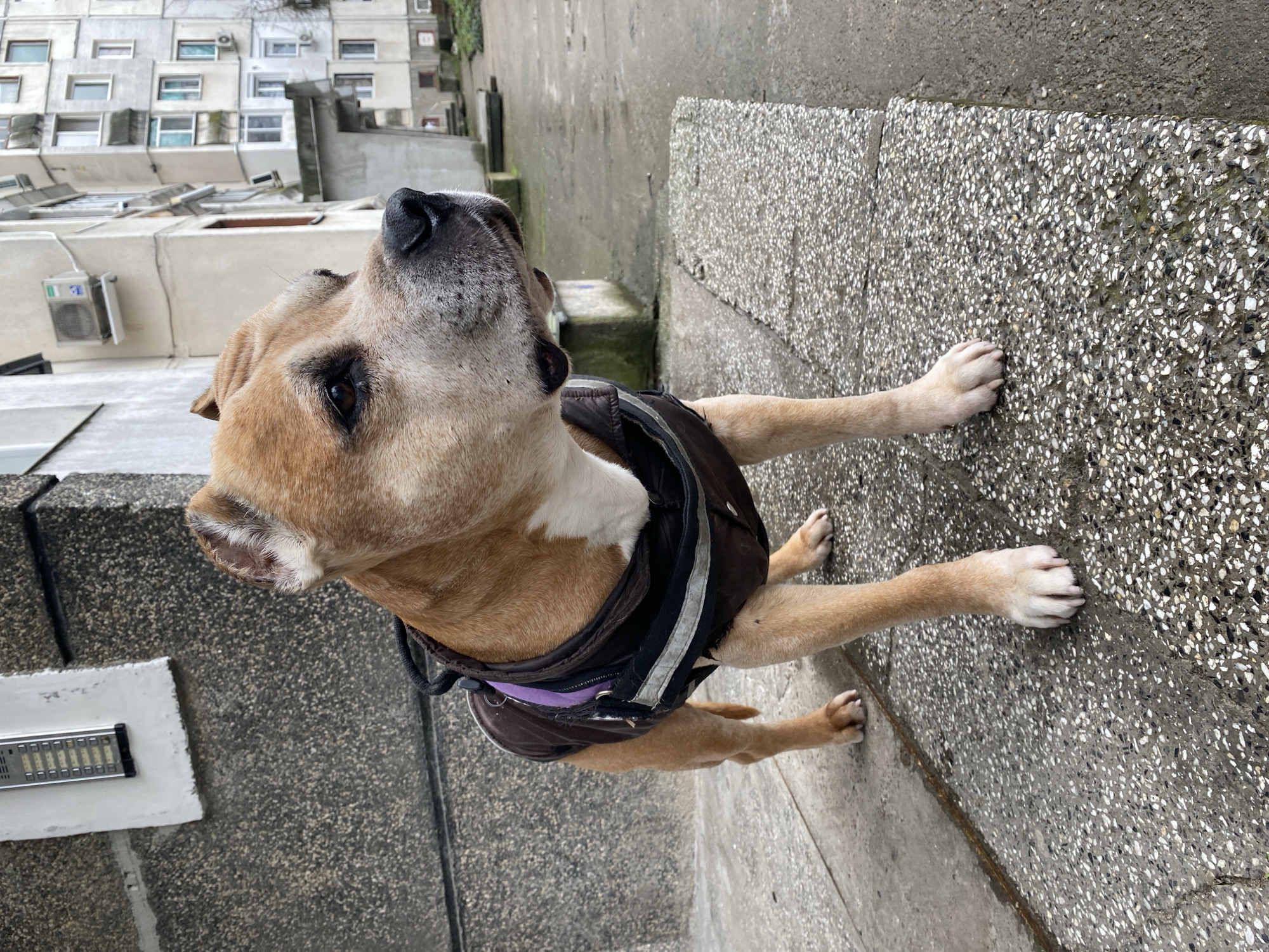 A medium-sized, tan and white dog wearing a brown and black vest is standing in an alleyway with high concrete walls. The dog is looking upwards and appears to be alert or interested in something above. The alleyway has a textured concrete surface. In the background, stacked, multi-story concrete apartment buildings with many windows are visible, typical of communist-era architecture. The buildings are located in Pleven, Bulgaria. A doorbell panel is located near the dog.