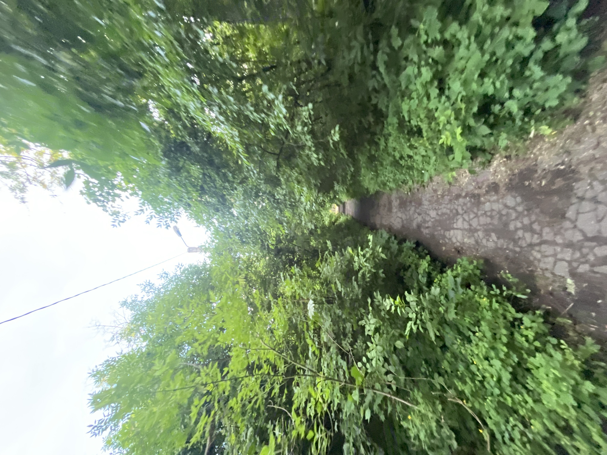 A narrow paved path winds through a dense forest, flanked on both sides by lush green foliage. The path, composed of uneven, interlocking stones, is visible in the foreground and recedes into the distance, disappearing around a bend. Sunlight filters through the canopy, casting dappled shadows on the ground. Overhead, a telephone wire stretches across the frame, supported by a distant utility pole with a streetlamp attached. The trees are tall and full, with vibrant green leaves creating a sense of enclosure. The environment is natural and overgrown, suggesting a secluded or wild area within an urban setting.