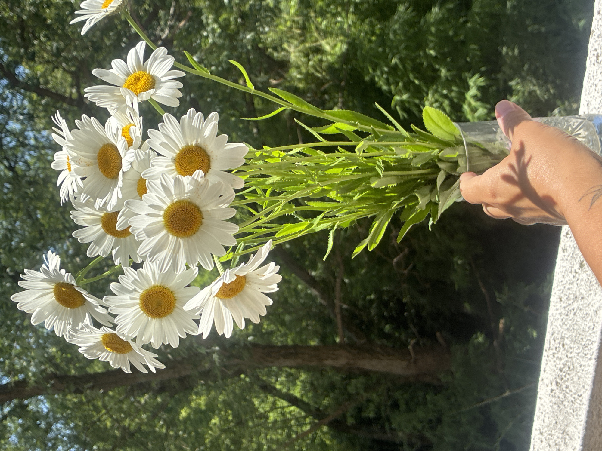A close-up, eye-level shot focuses on a bouquet of daisies in a clear glass vase, held by a person's hand. The daisies, predominantly white with yellow centers, are arranged in a cluster, with some petals slightly curled and others fully open. The stems are a vibrant green, densely packed with leaves. The vase sits on a white, textured surface, possibly a balcony railing, in front of a blurred background of lush green trees and dappled sunlight. The hand holding the vase is tanned and bears a faint tattoo on the wrist. The overall scene suggests an outdoor setting, likely during daytime, with the natural light highlighting the freshness of the flowers. The image does not provide any specific information about the city of Sirius, Russia.