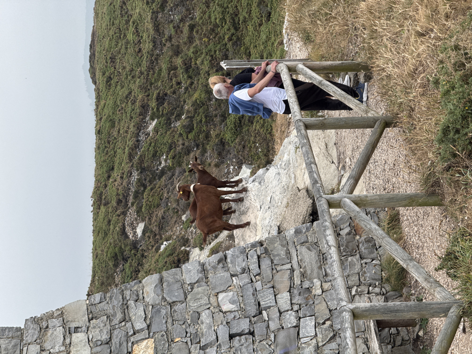 The image captures a scene in Cudillero, Spain, featuring two people and two brown goats. The setting is a rugged, rocky hillside with dense green vegetation and dry grass. A rustic wooden railing, constructed from thick branches, follows the contour of the path, separating the visitors from the steep drop.
The two people, an older man with white hair and a woman with blonde hair, are standing near the railing, their hands resting on it. The man is wearing a white t-shirt and a blue jacket, while the woman is dressed in black. They appear to be observing the goats.
Below them, two brown goats are positioned on a rocky ledge. They are facing away from the camera, with their heads turned slightly to the side, appearing calm and undisturbed. One goat has a white marking around its neck. The ground is a mix of rock and gravel. In the foreground, a stone wall, built from irregular grey stones, forms a lower boundary. The overall mood seems peaceful, with the focus on the interaction between the visitors and the wildlife in this natural, coastal environment. The weather appears to be overcast or hazy, with a pale sky. The time of day is difficult to determine precisely but suggests daylight hours. There is no visible text in the image.