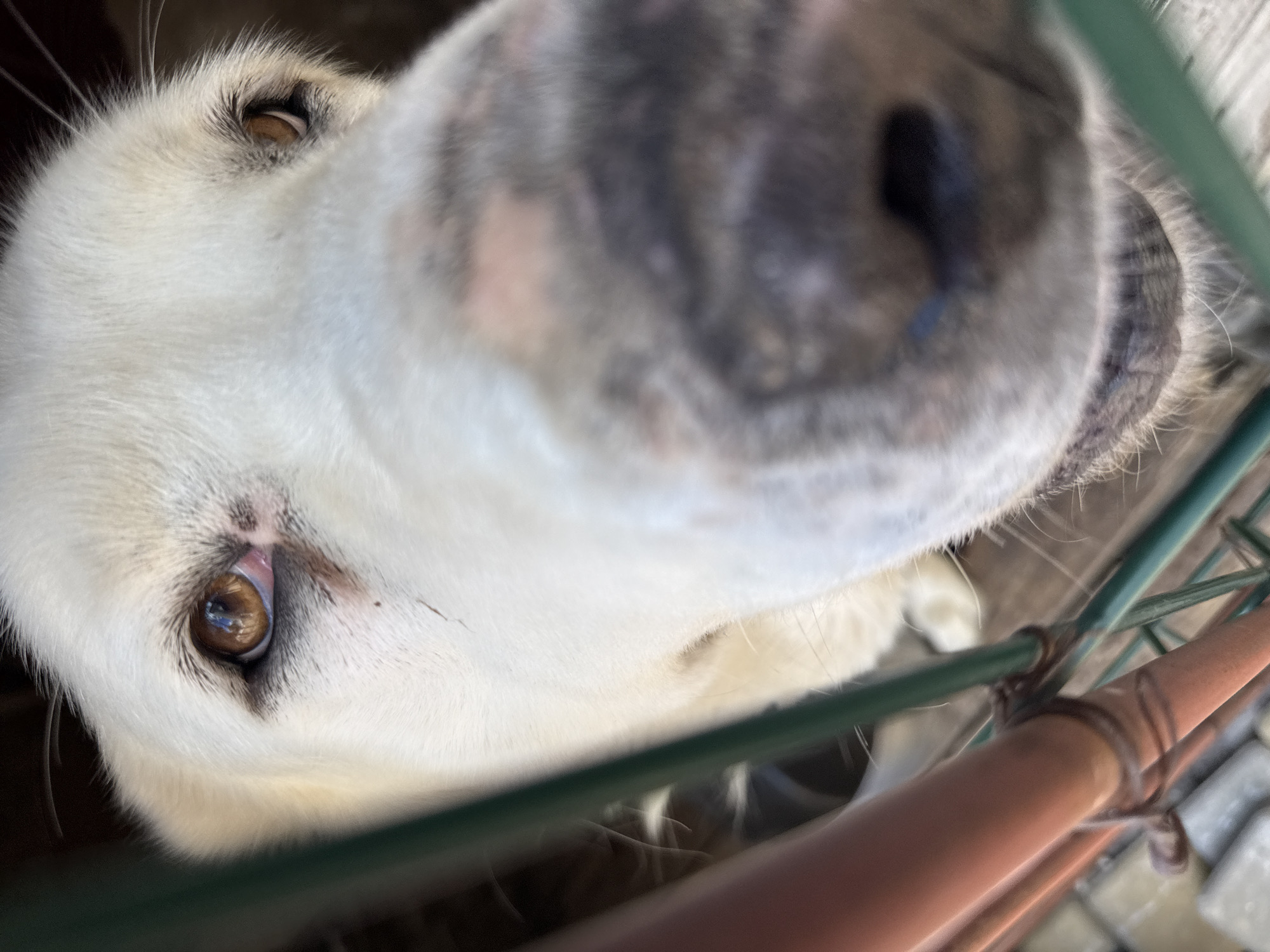 A close-up, low-angle shot captures the face of a large, light-colored dog, likely a Labrador or similar breed. The dog's head is angled towards the camera, with its nose and muzzle dominating the foreground and slightly out of focus. The dog's eyes, a warm brown color, are visible and appear to be looking directly at the camera. The dog's fur is white or cream-colored, with some dark speckling around the muzzle and eyes. The dog is behind a green metal fence, with portions of the fence and a reddish-brown metal support pole visible in the left and foreground. The background is dark and out of focus, suggesting an indoor or shaded outdoor environment. No specific location in Horbanivka, Ukraine, can be determined from the image.
