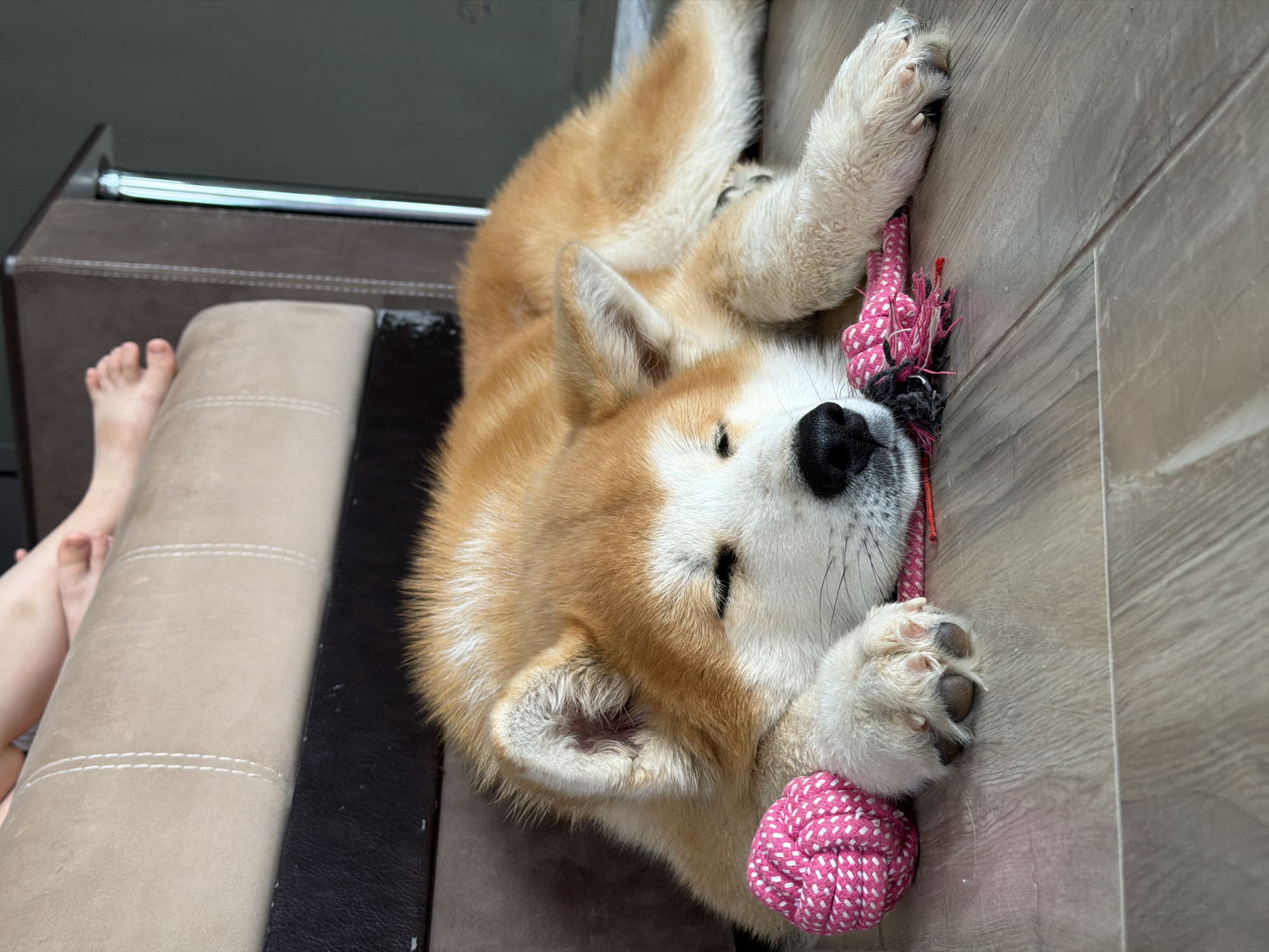 A tan and white Akita dog lies on its back with its head resting on a pink rope toy on a light-colored wooden floor. Its paws are also near the toy. The dog's eyes are closed. Partially visible on the left side of the frame are the lower legs and feet of a person resting on a beige couch with brown trim. In the background is a metal rod. The location is not mentioned in the original description or in the provided images.