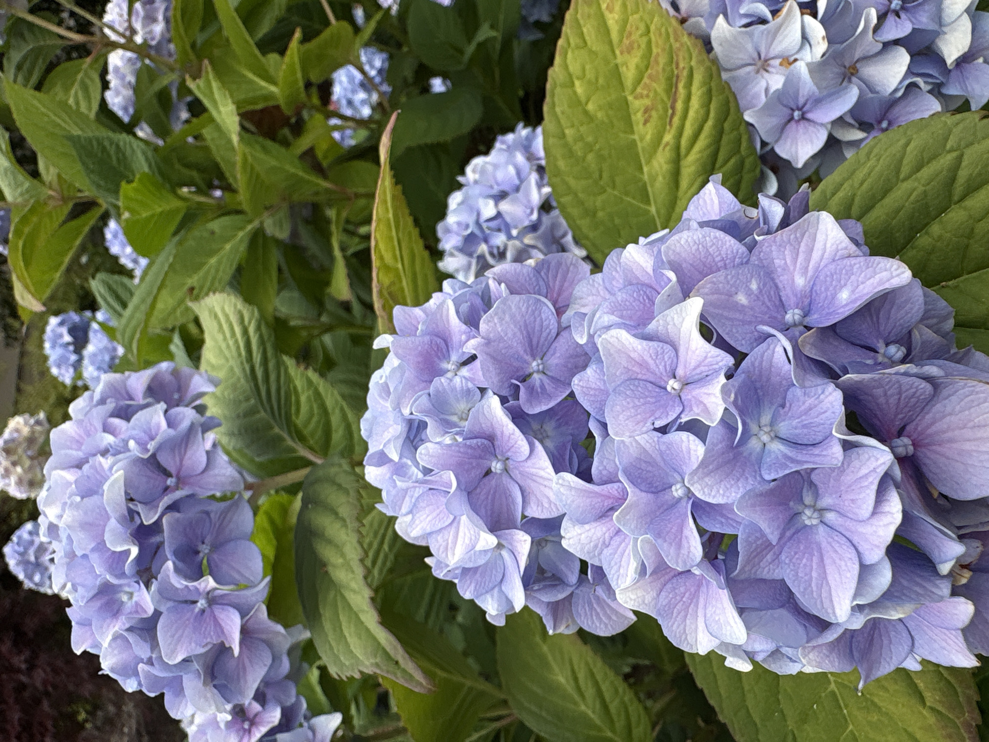 A close-up shot focuses on several clusters of lavender hydrangeas in bloom. The flowers are a soft purple with lighter white centers. Green hydrangea leaves surround the blooms. The background is blurred, showing more hydrangeas and foliage. The image does not contain any discernible location information within the city of Beaverton, United States of America. There are no people, actions, or interactions depicted.