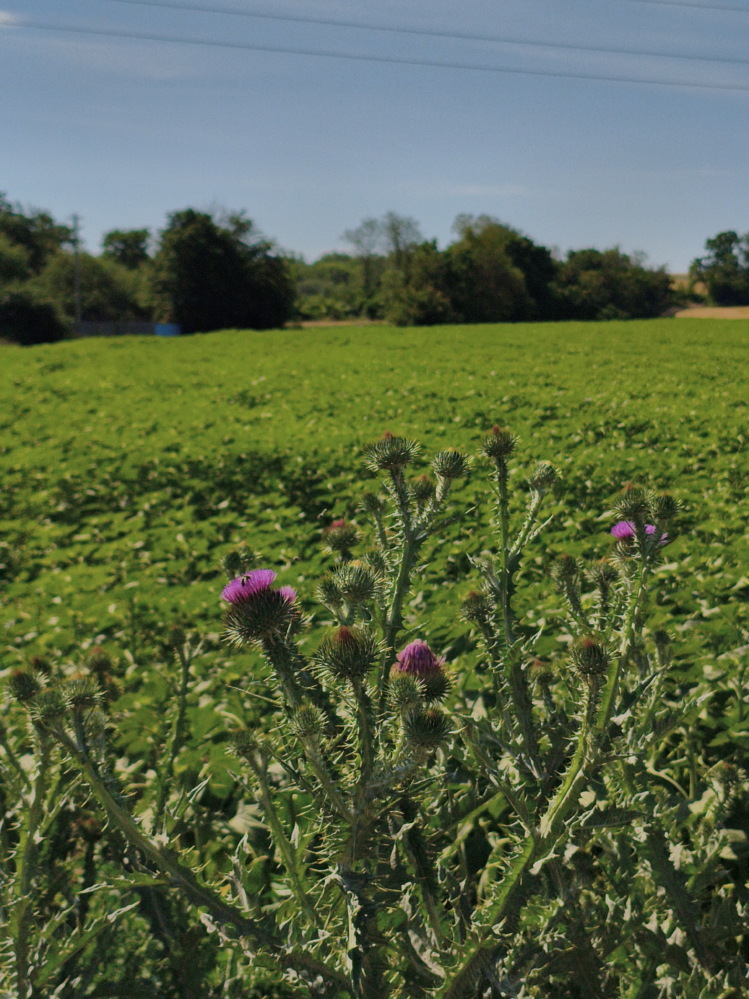 The photograph depicts a close-up view of prickly thistle plants with purple flower heads in the foreground. Behind the thistles, a vast, green field stretches into the distance under a clear blue sky. The field appears to be cultivated, possibly with crops. In the far background, a line of trees forms a natural border, and power lines are visible crisscrossing the sky. The overall impression is of a rural landscape bathed in sunlight. The location is identified as Psilske, Ukraine.